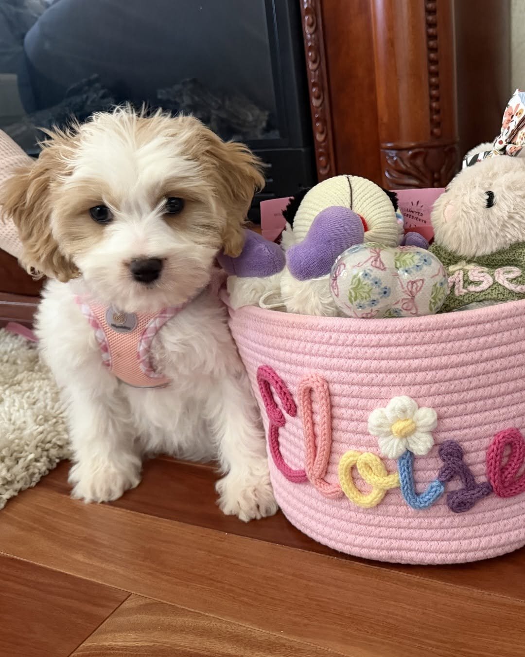 Cavapoo Rescue Needed 🚨🐾 image 3