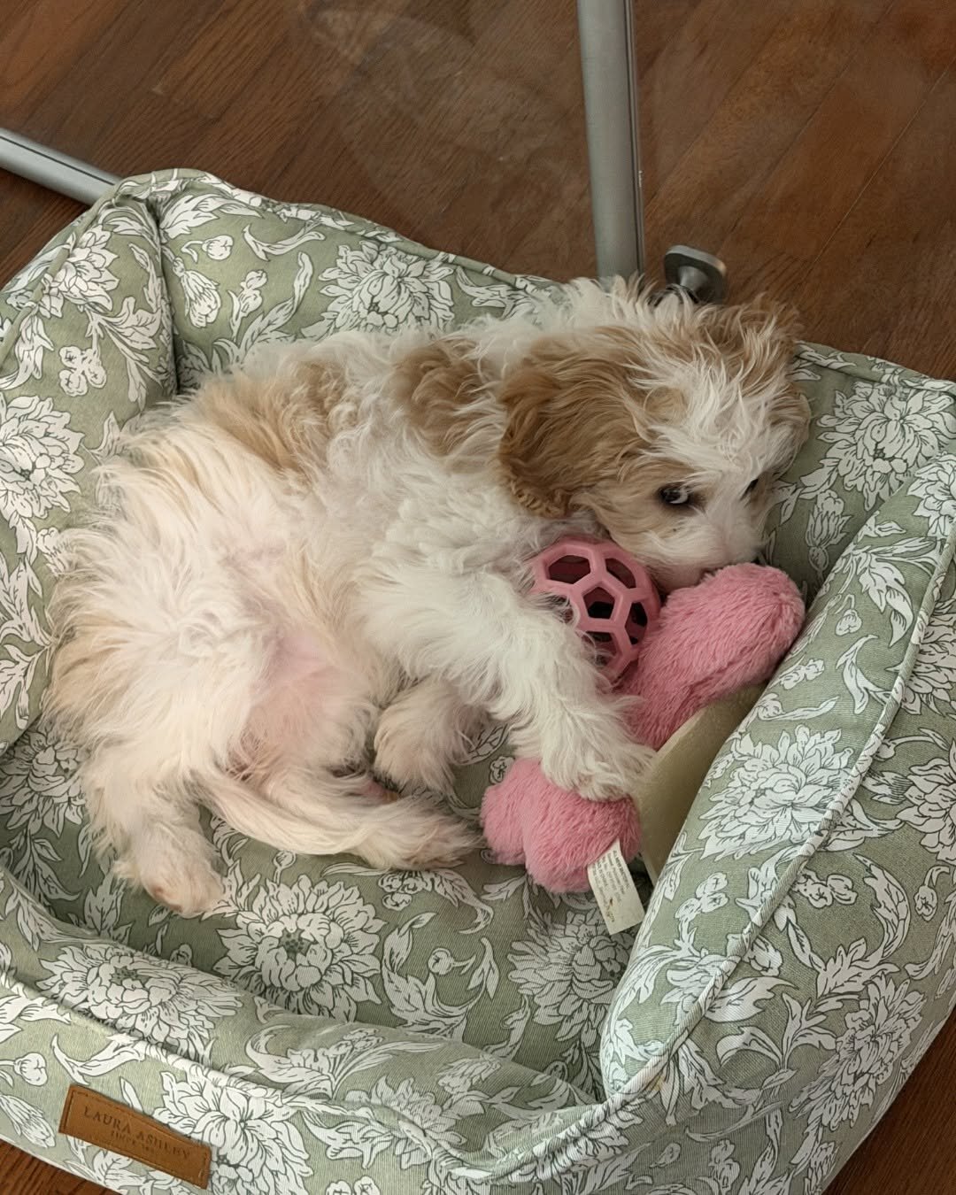 Cavapoo Rescue Needed 🚨🐾 image 4