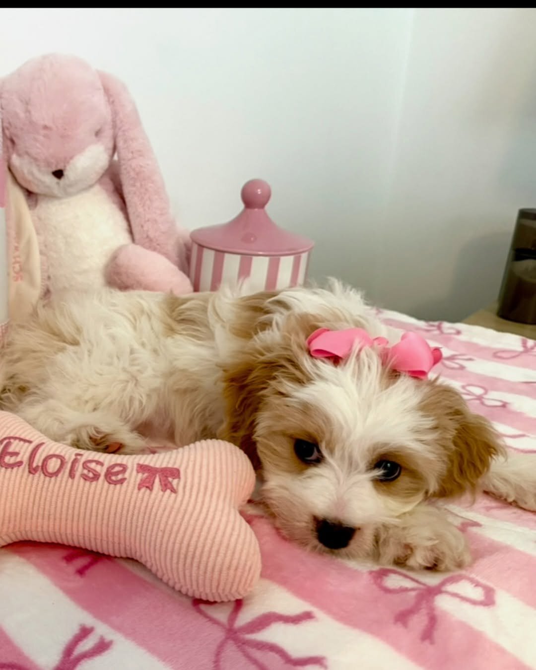 Cavapoo Rescue Needed 🚨🐾 image 6