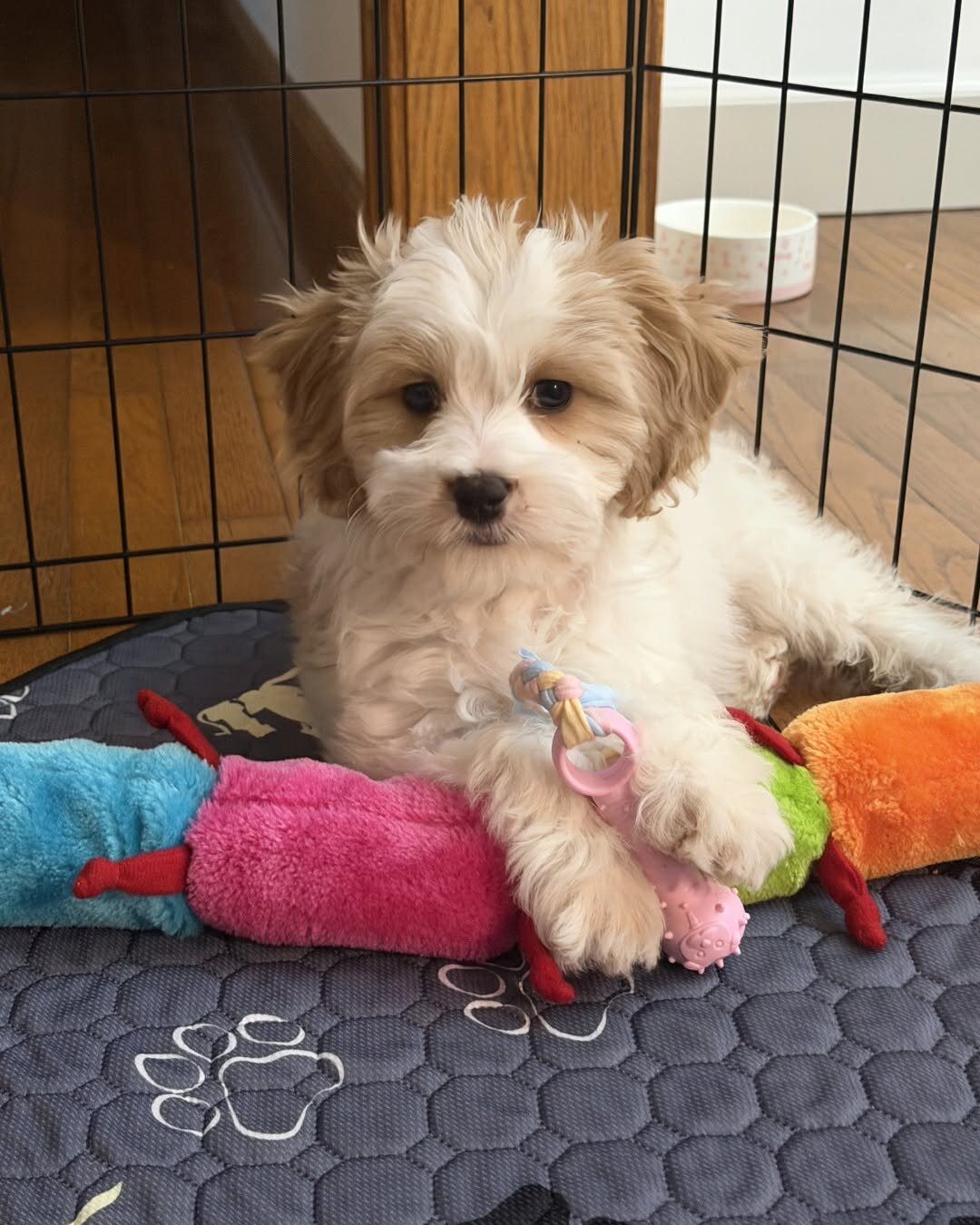 Cavapoo Rescue Needed 🚨🐾 image 1