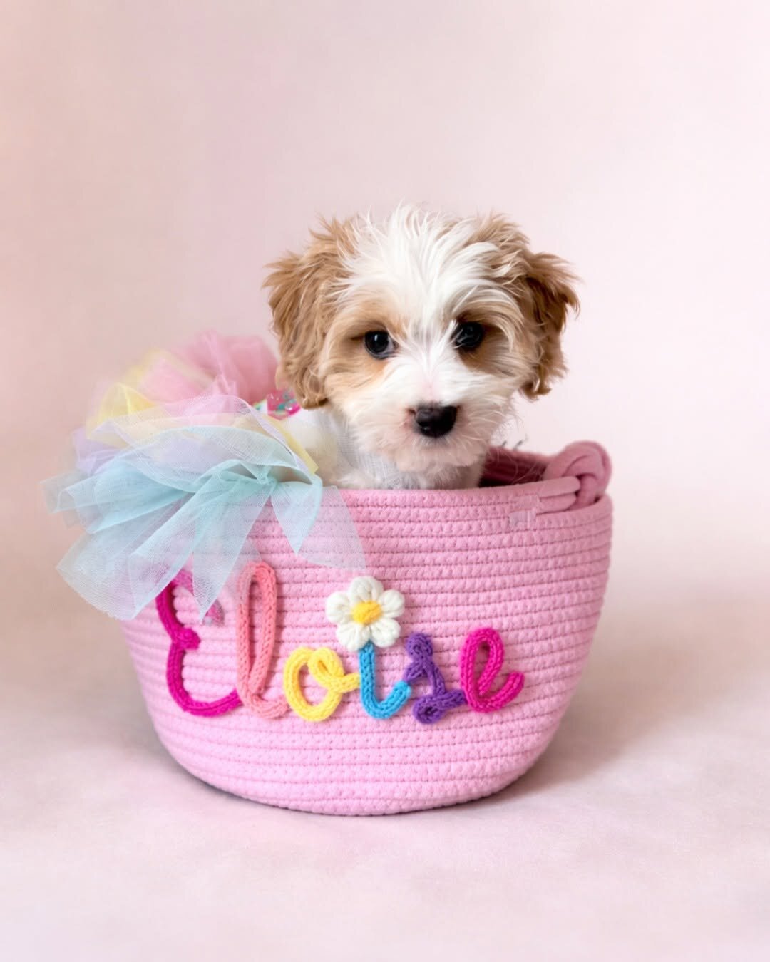 Cavapoo Rescue Needed 🚨🐾 image 8