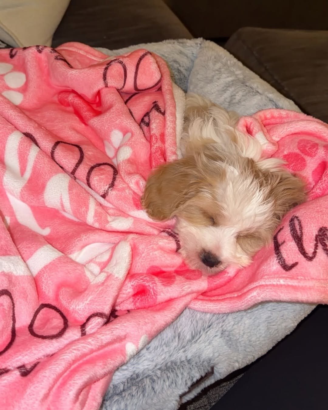 Cavapoo Rescue Needed 🚨🐾 image 7