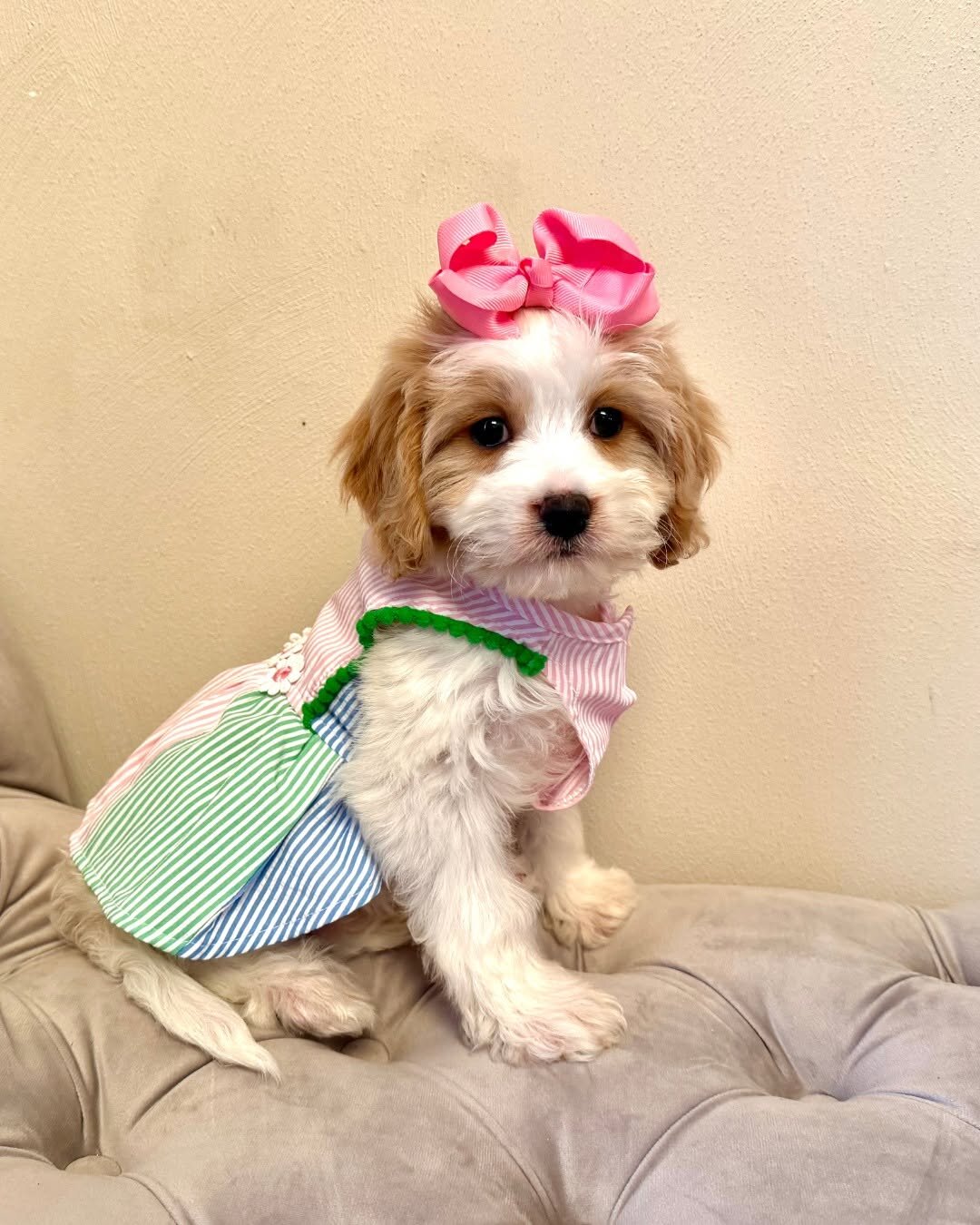 Cavapoo Rescue Needed 🚨🐾 image 5