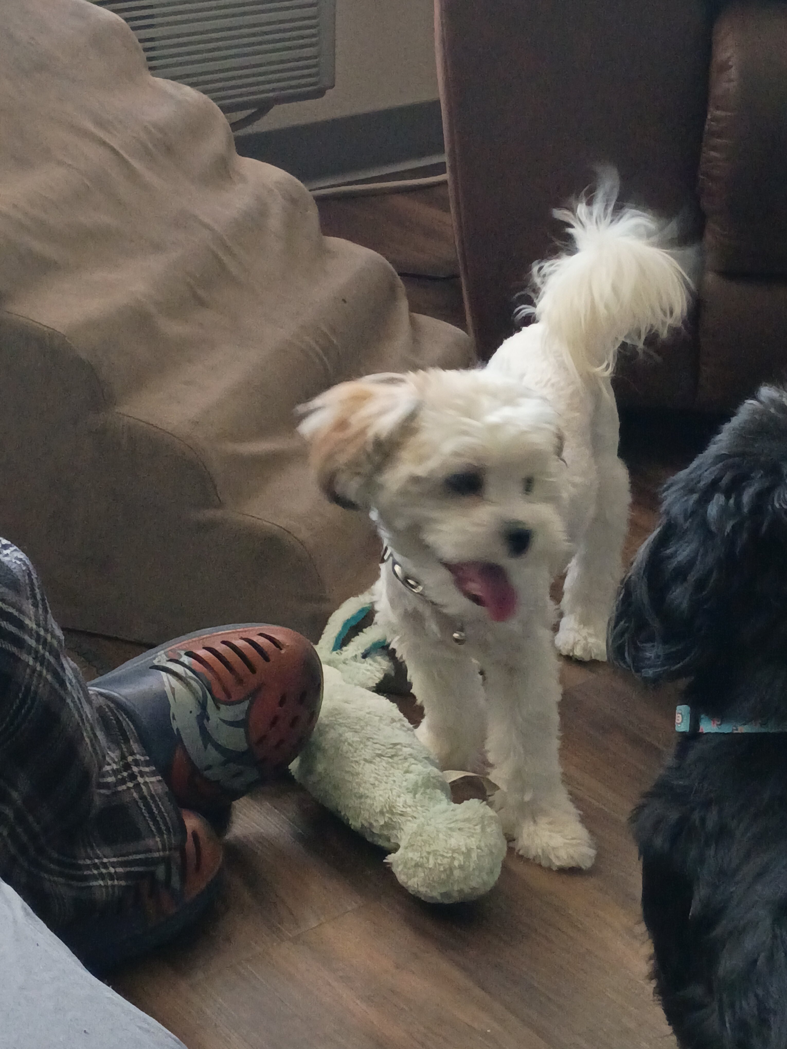 6 Month-Old Malshi Puppy Looking for a Loving Home image 2