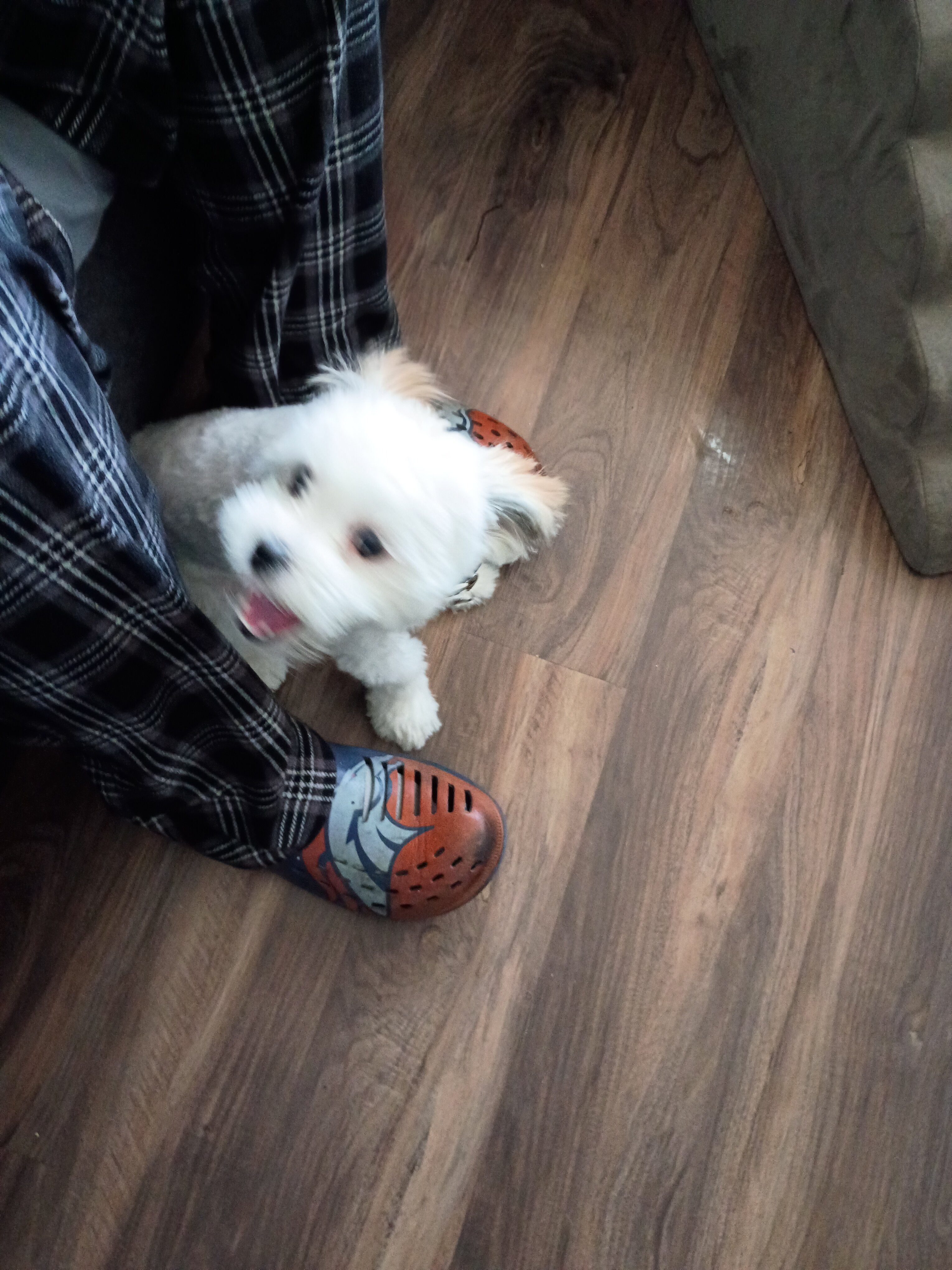 6 Month-Old Malshi Puppy Looking for a Loving Home image 5