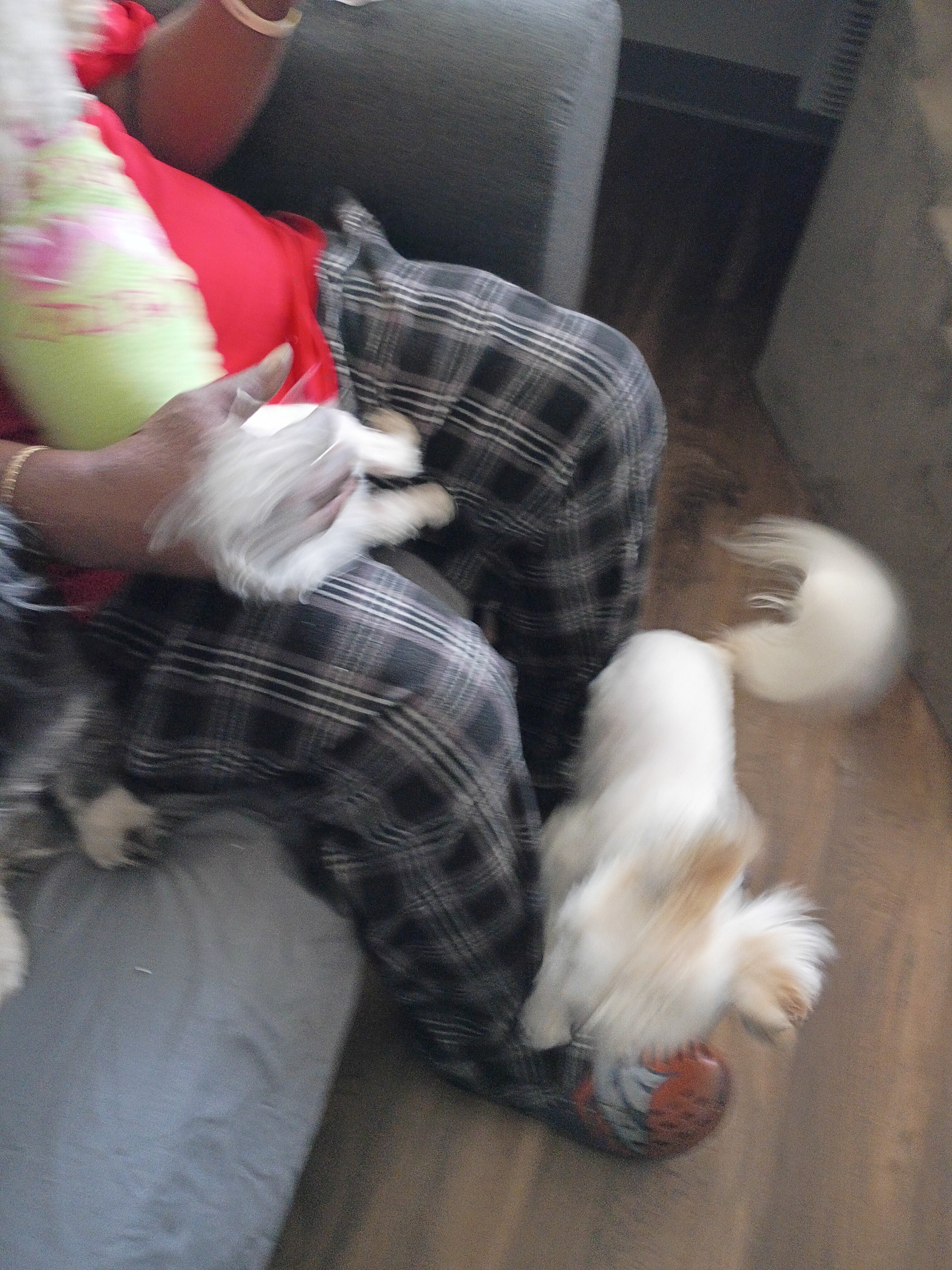 6 Month-Old Malshi Puppy Looking for a Loving Home image 3