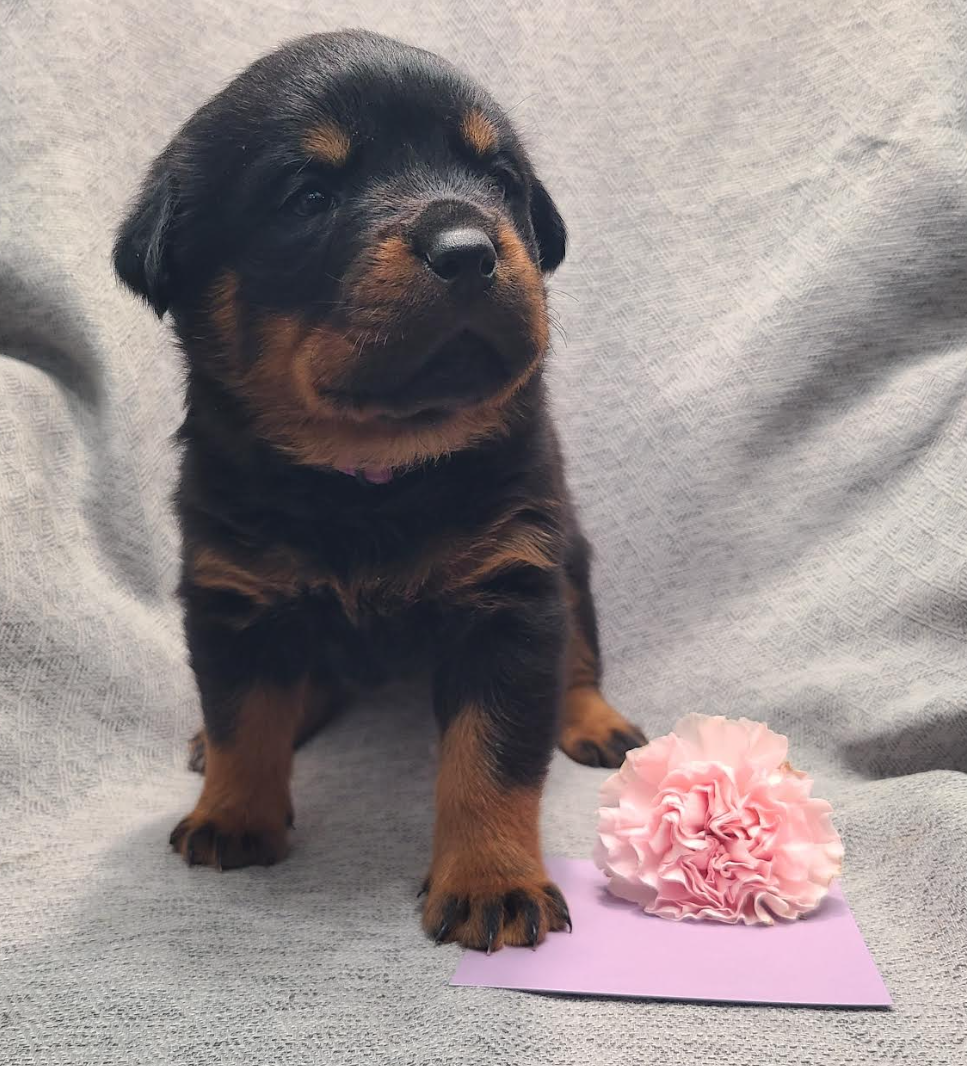 Rottweiler Puppies image 6