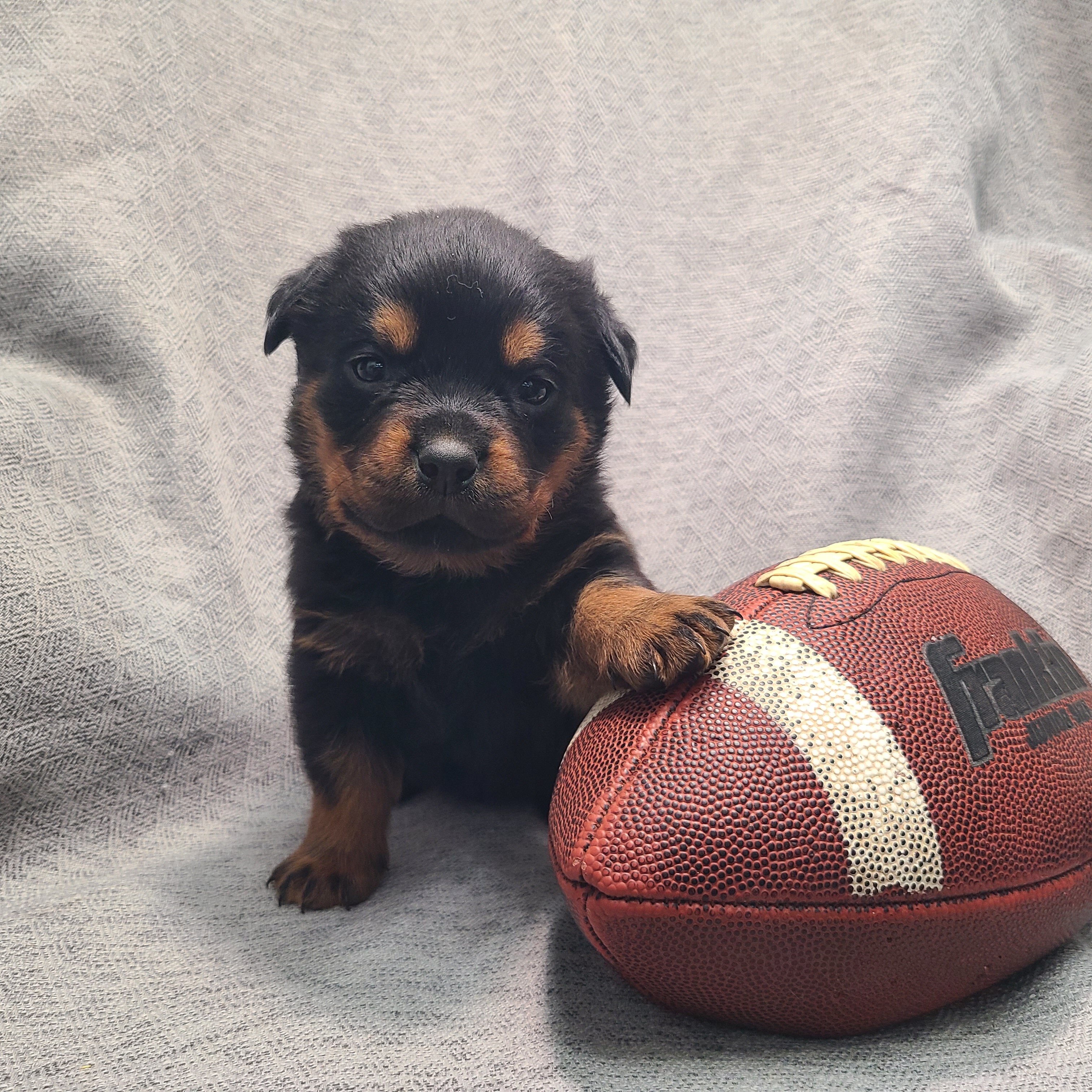 Rottweiler Puppies image 2