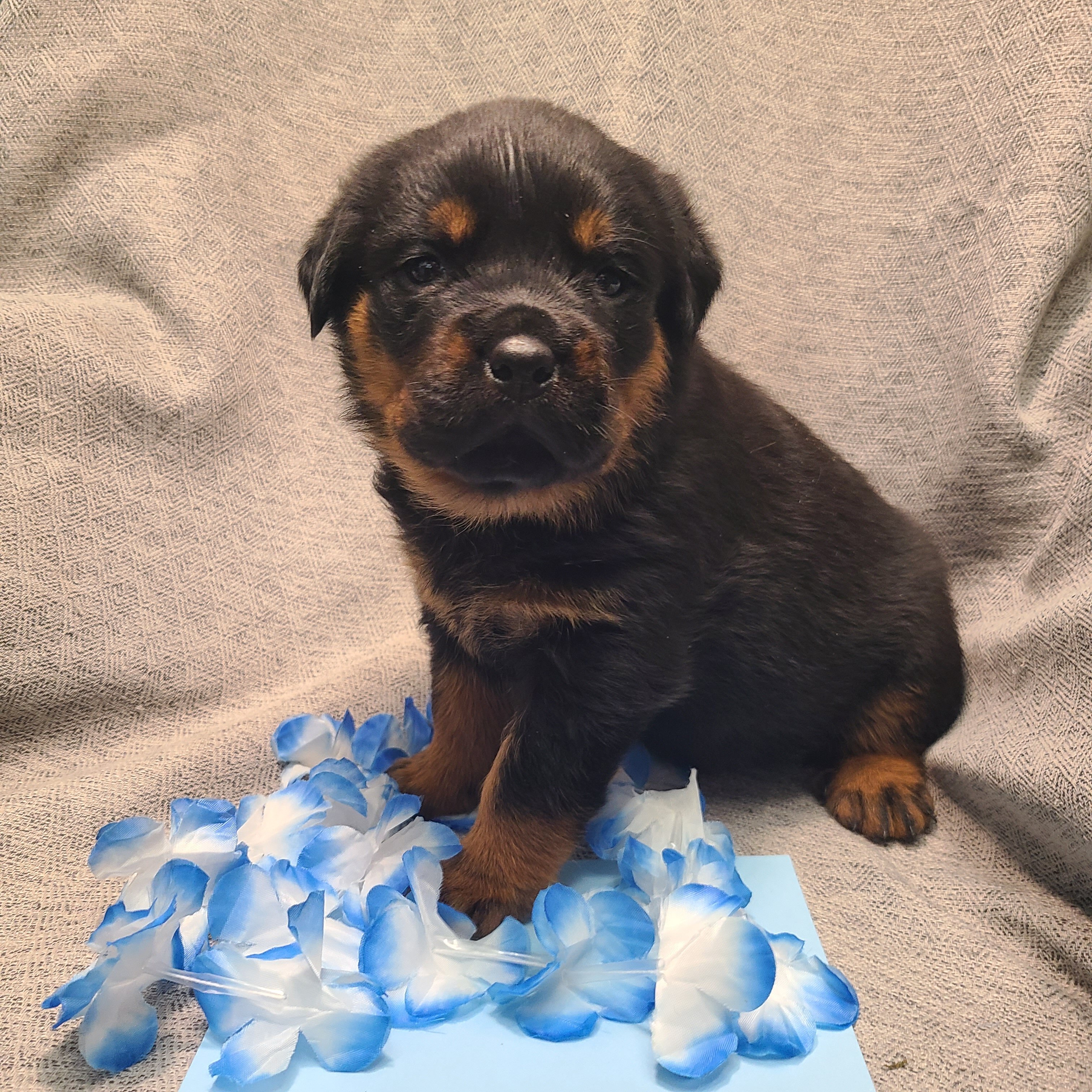 Rottweiler Puppies image 8