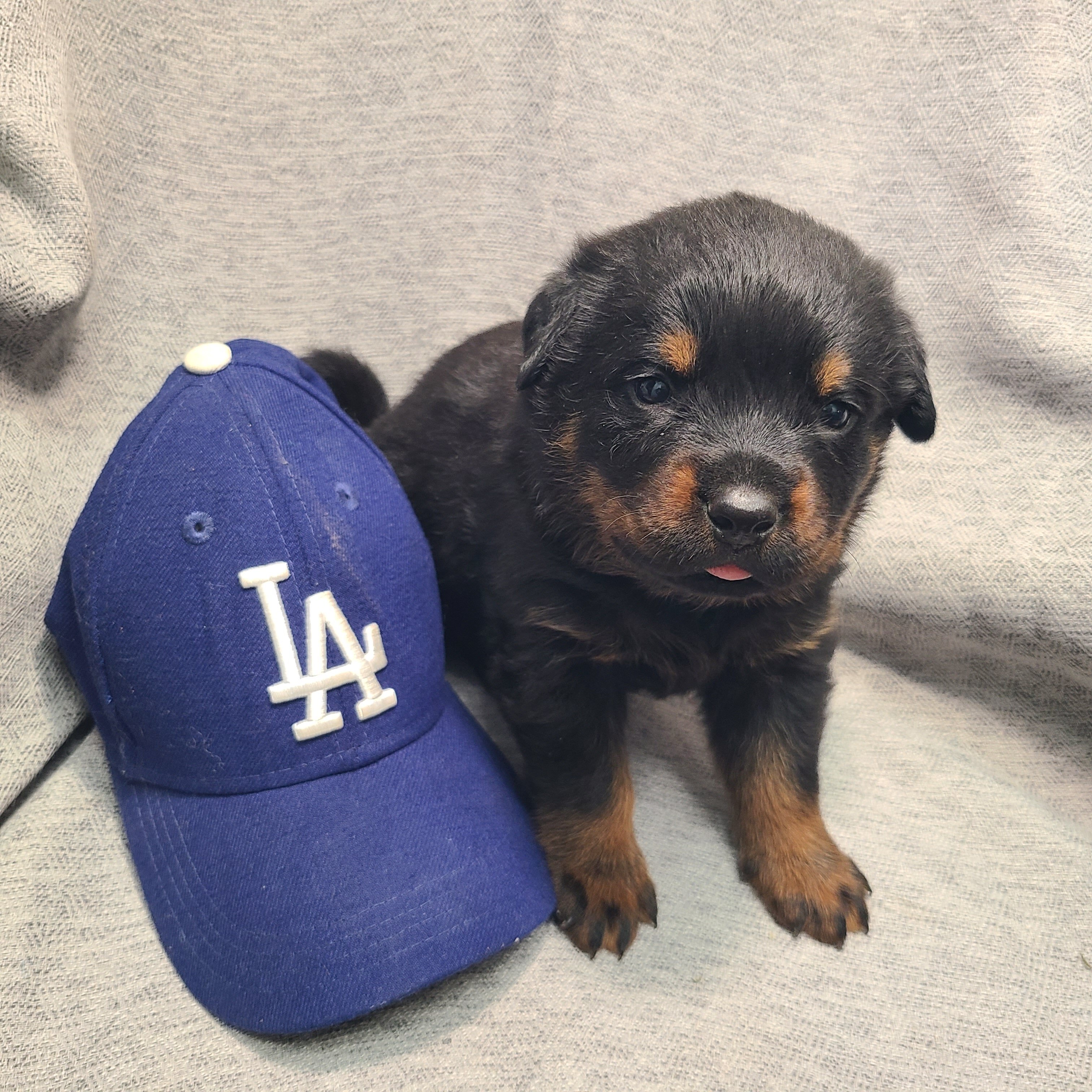 Rottweiler Puppies image 3