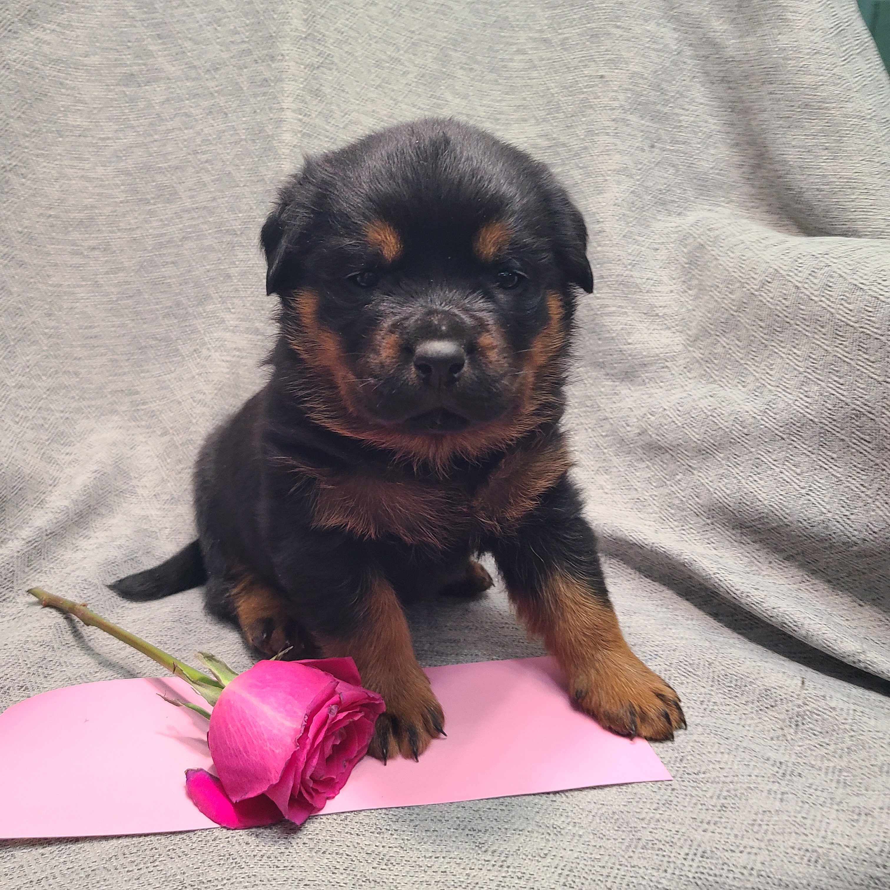 Rottweiler Puppies image 7
