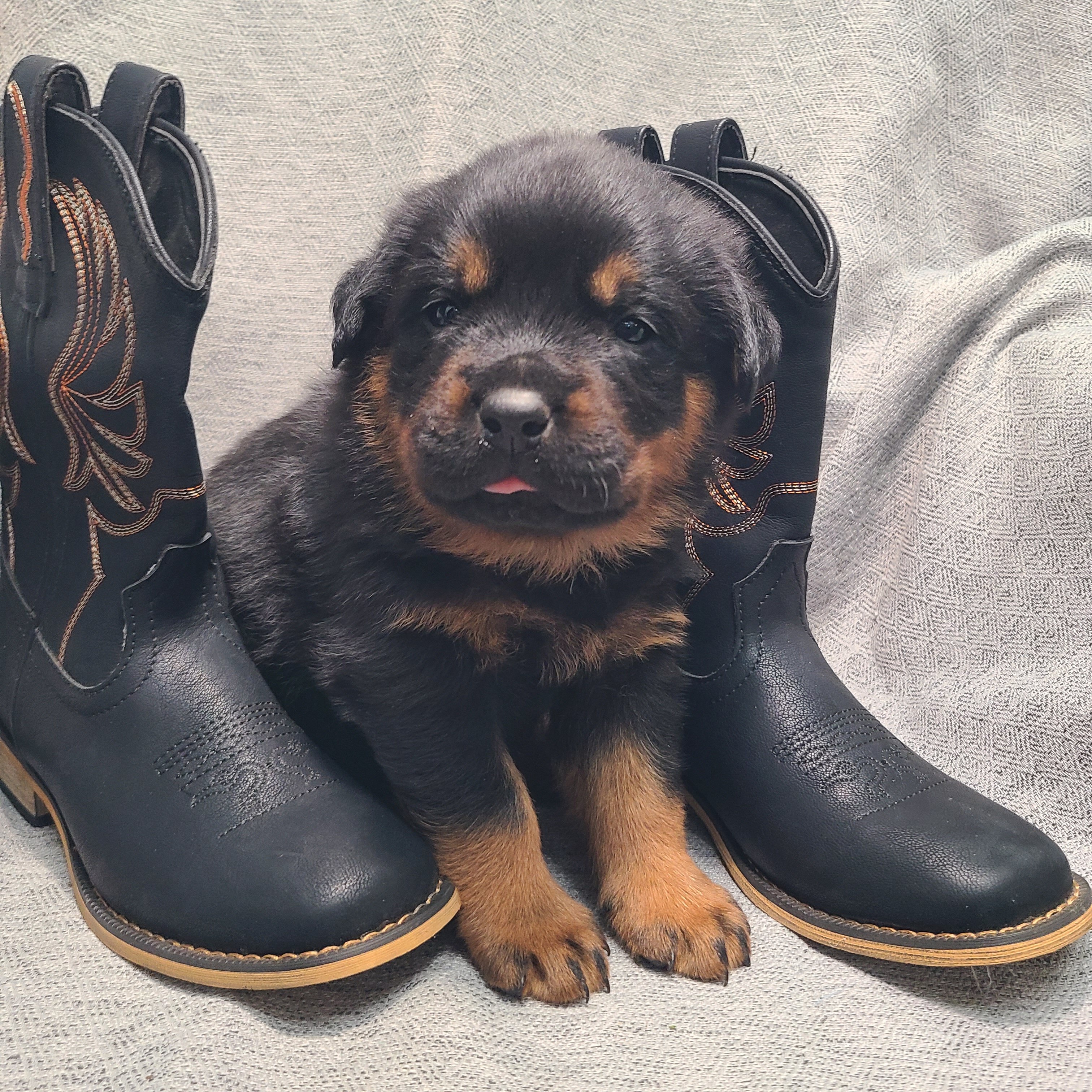 Rottweiler Puppies image 4