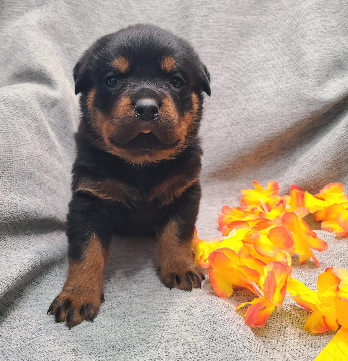 Rottweiler Puppies image 5