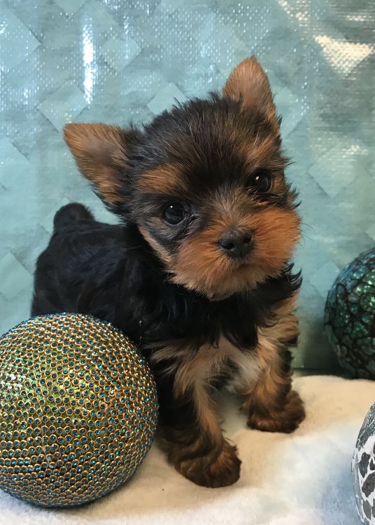 Lovely Teacup Yorkie Puppy image 1