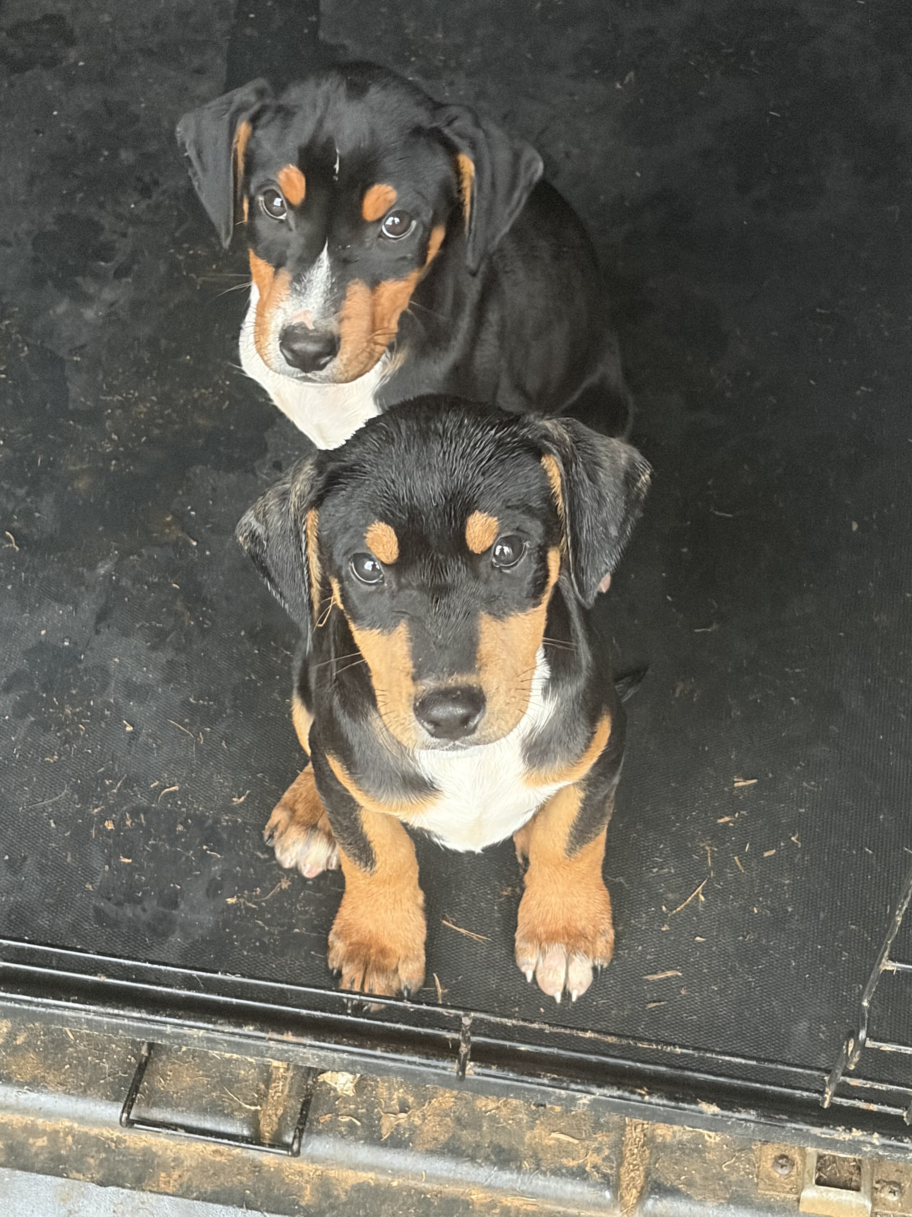 Dober-Pit mix image 1