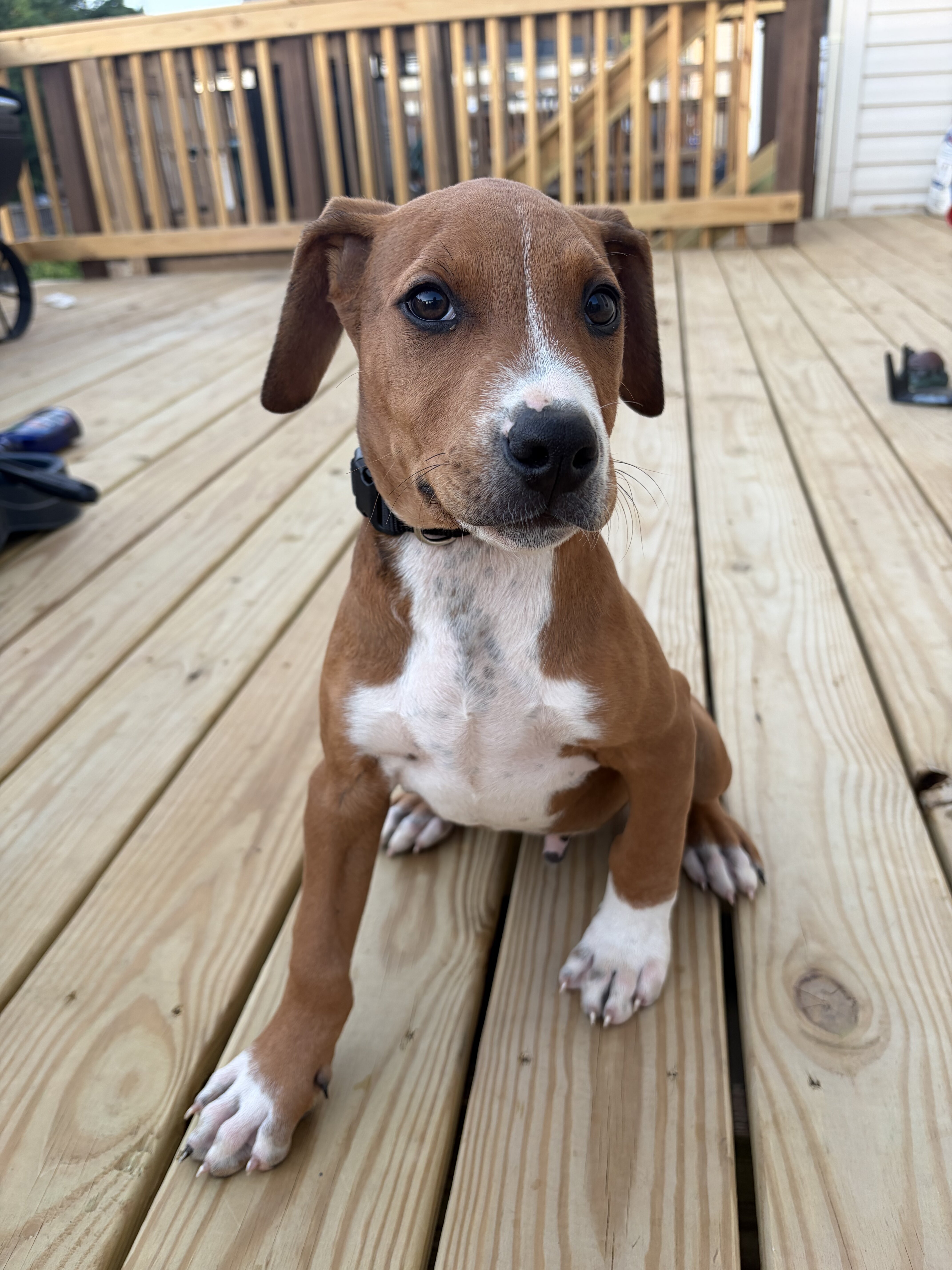 Dober-Pit mix image 5