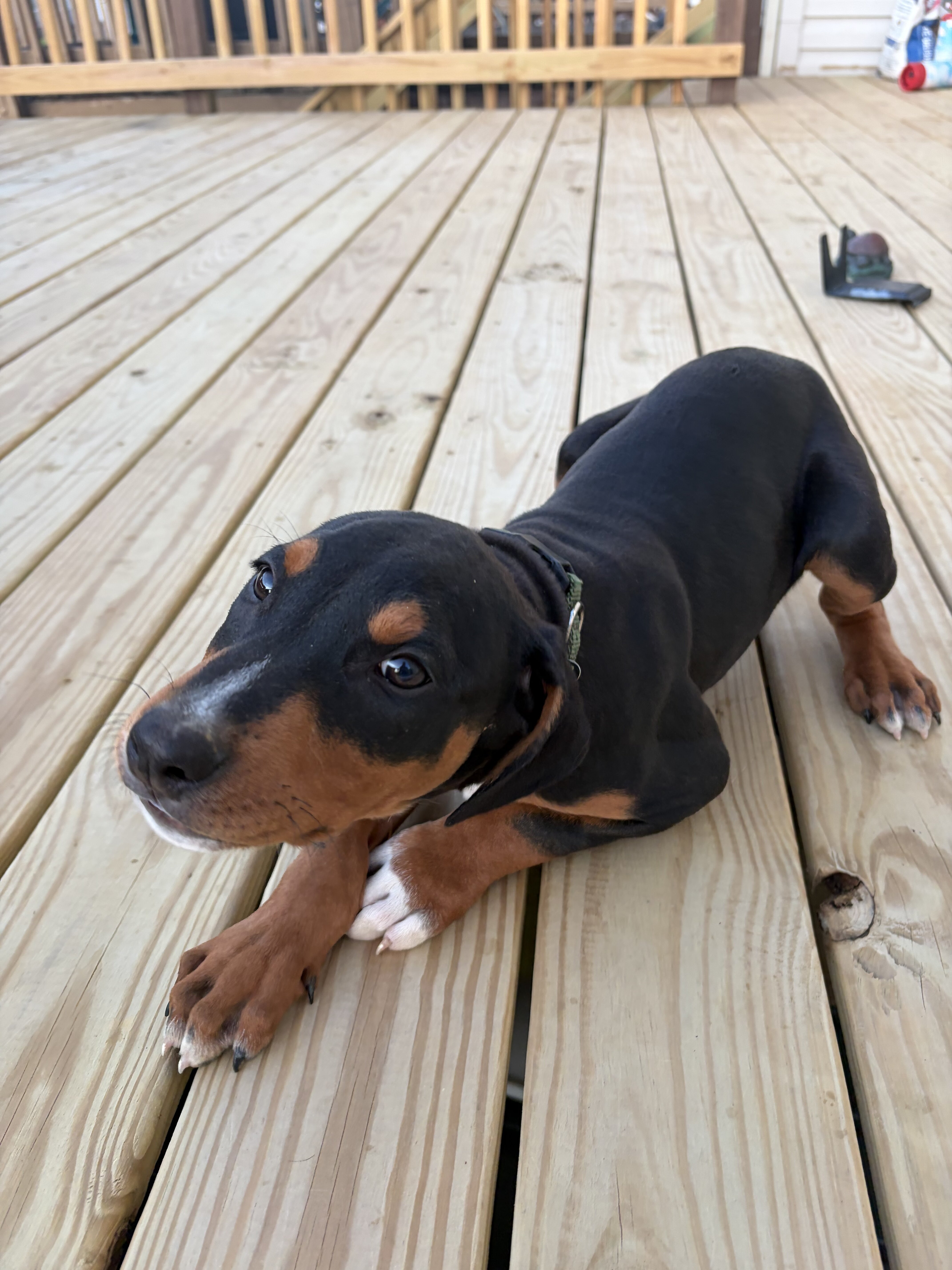 Dober-Pit mix image 4
