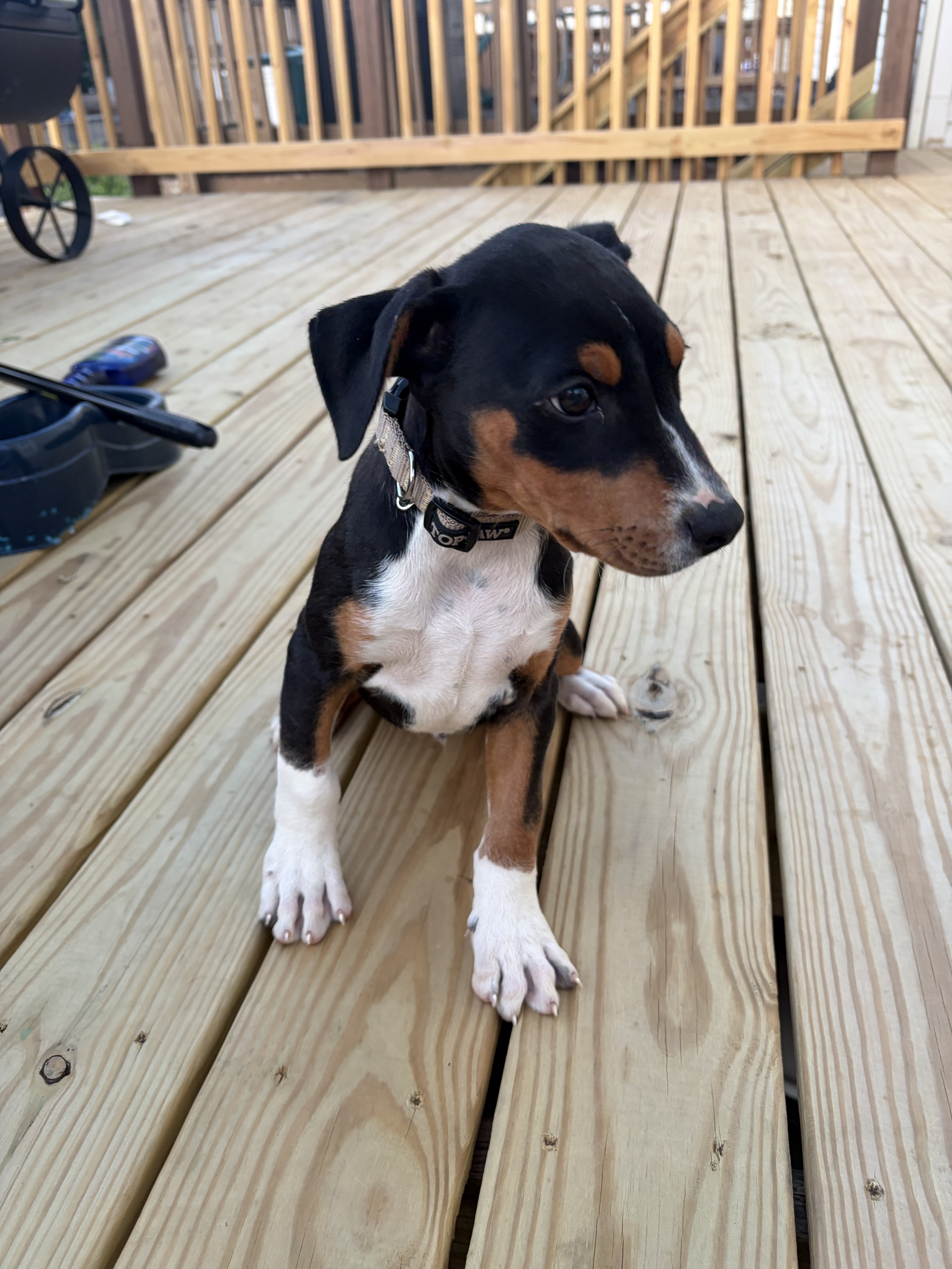 Dober-Pit mix image 3