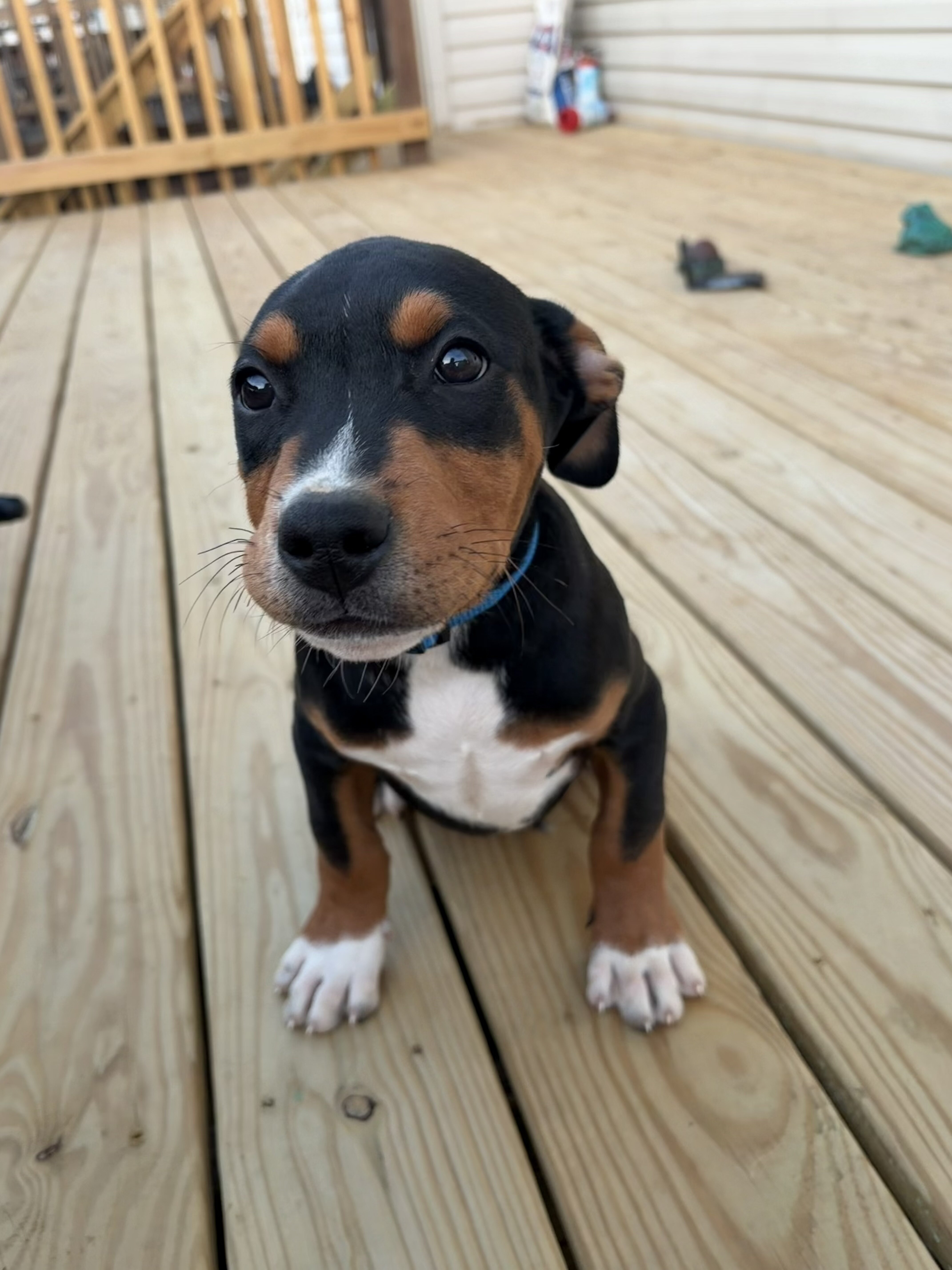 Dober-Pit mix image 2