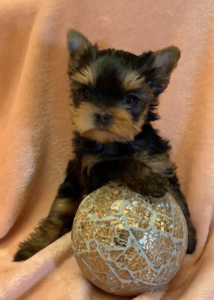 Tiny Cute Teacup Yorkie Puppies image 1