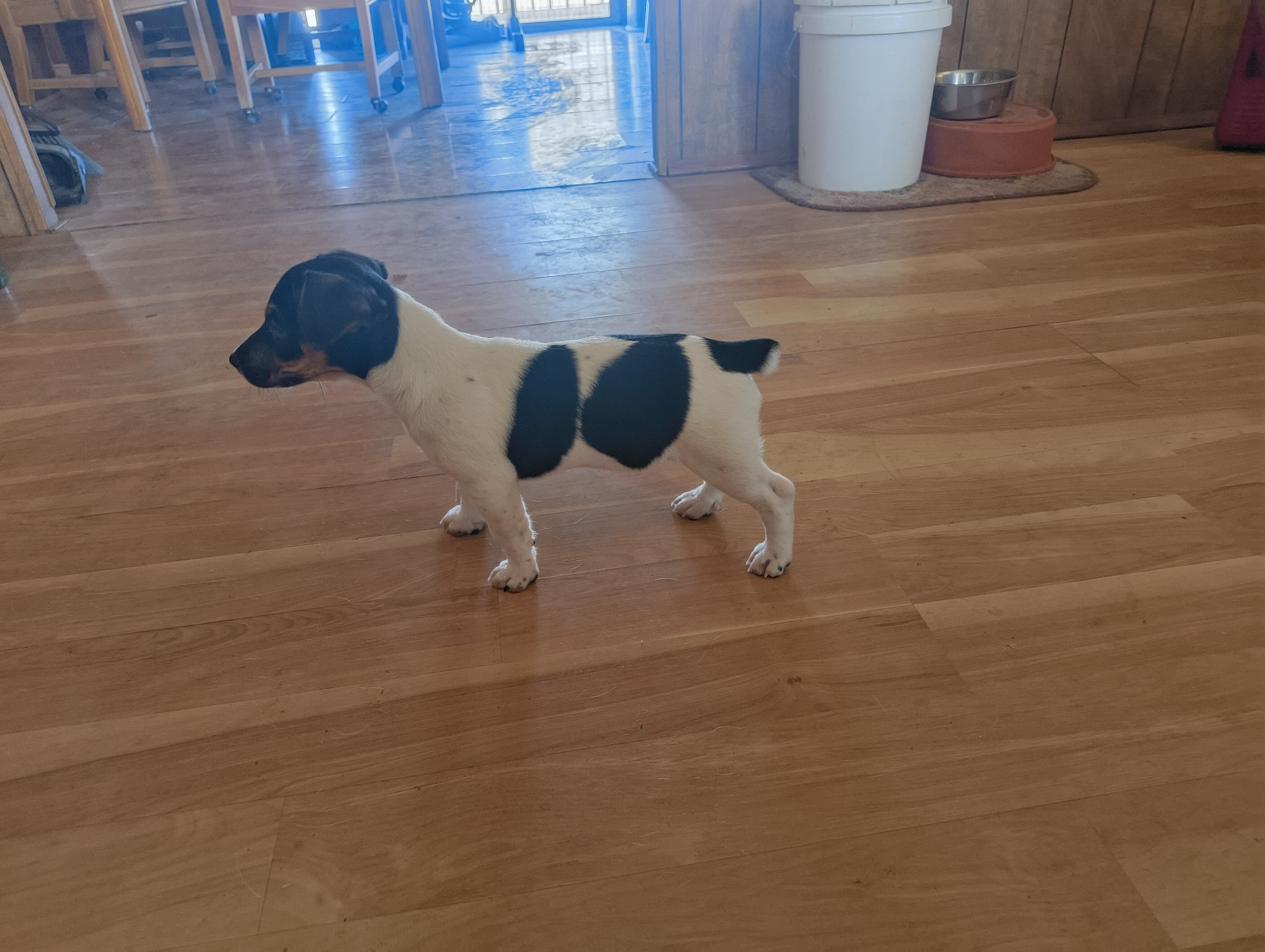 Jack Russell puppies image 3