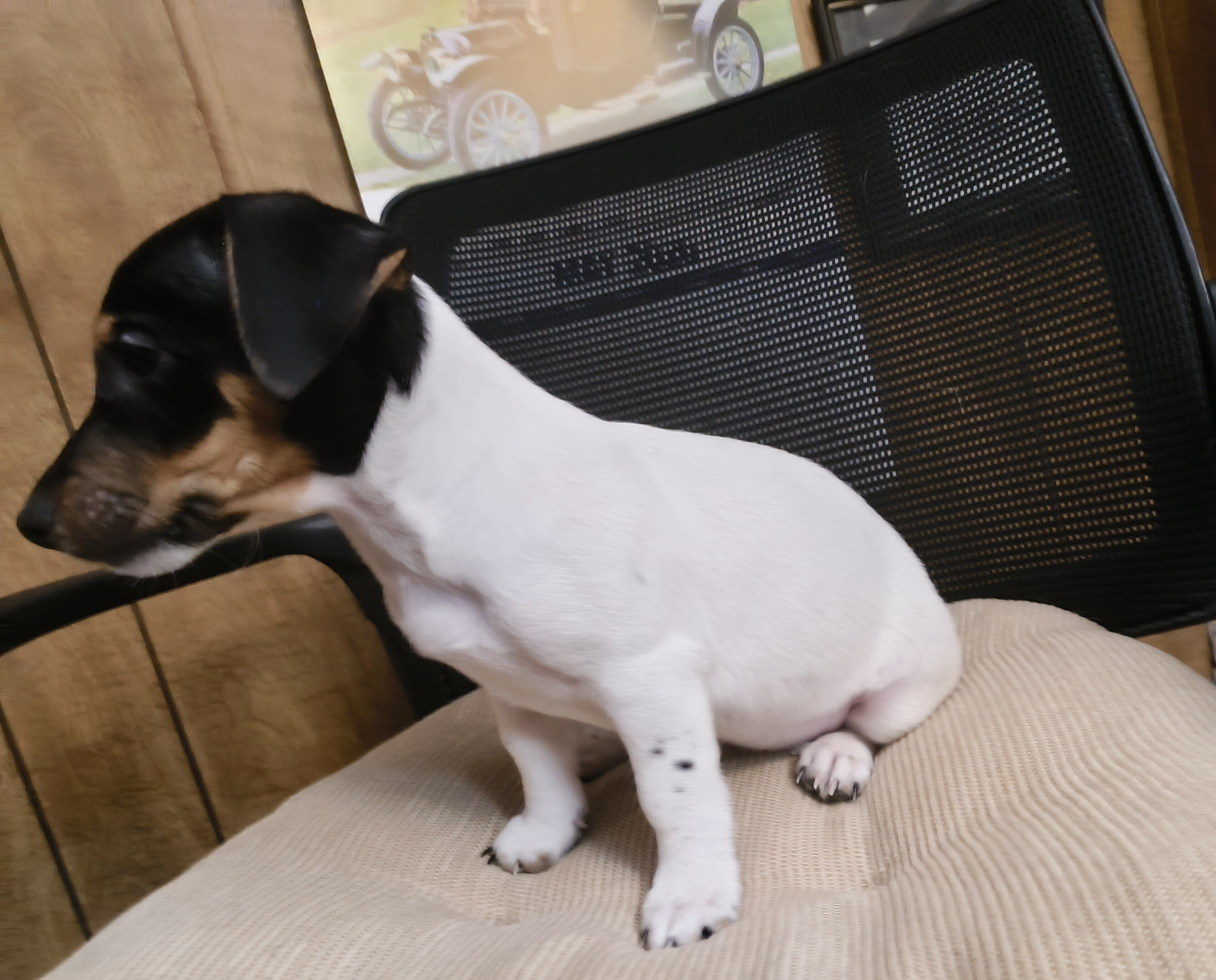 Jack Russell puppies image 1
