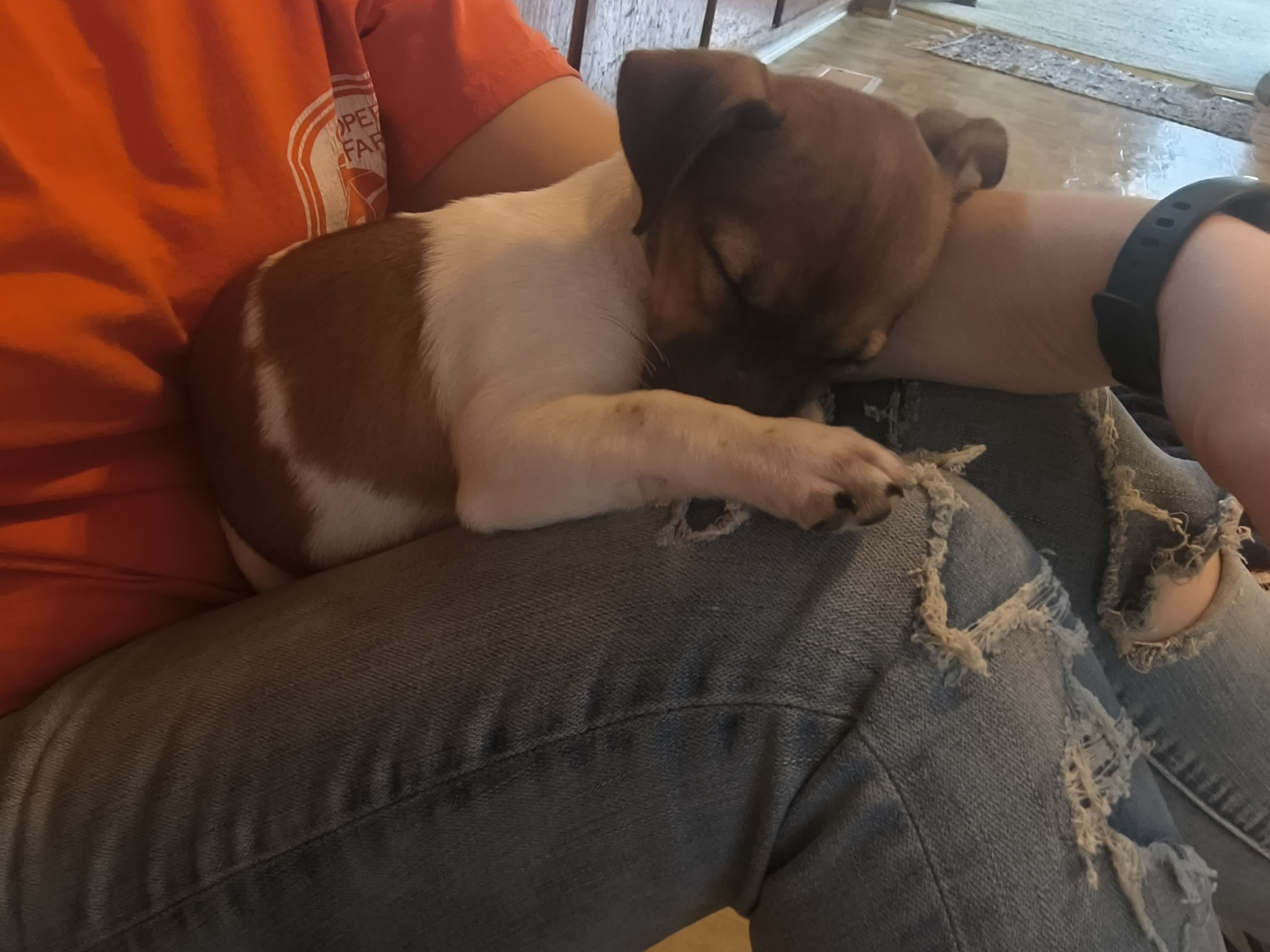 Jack Russell puppies image 2