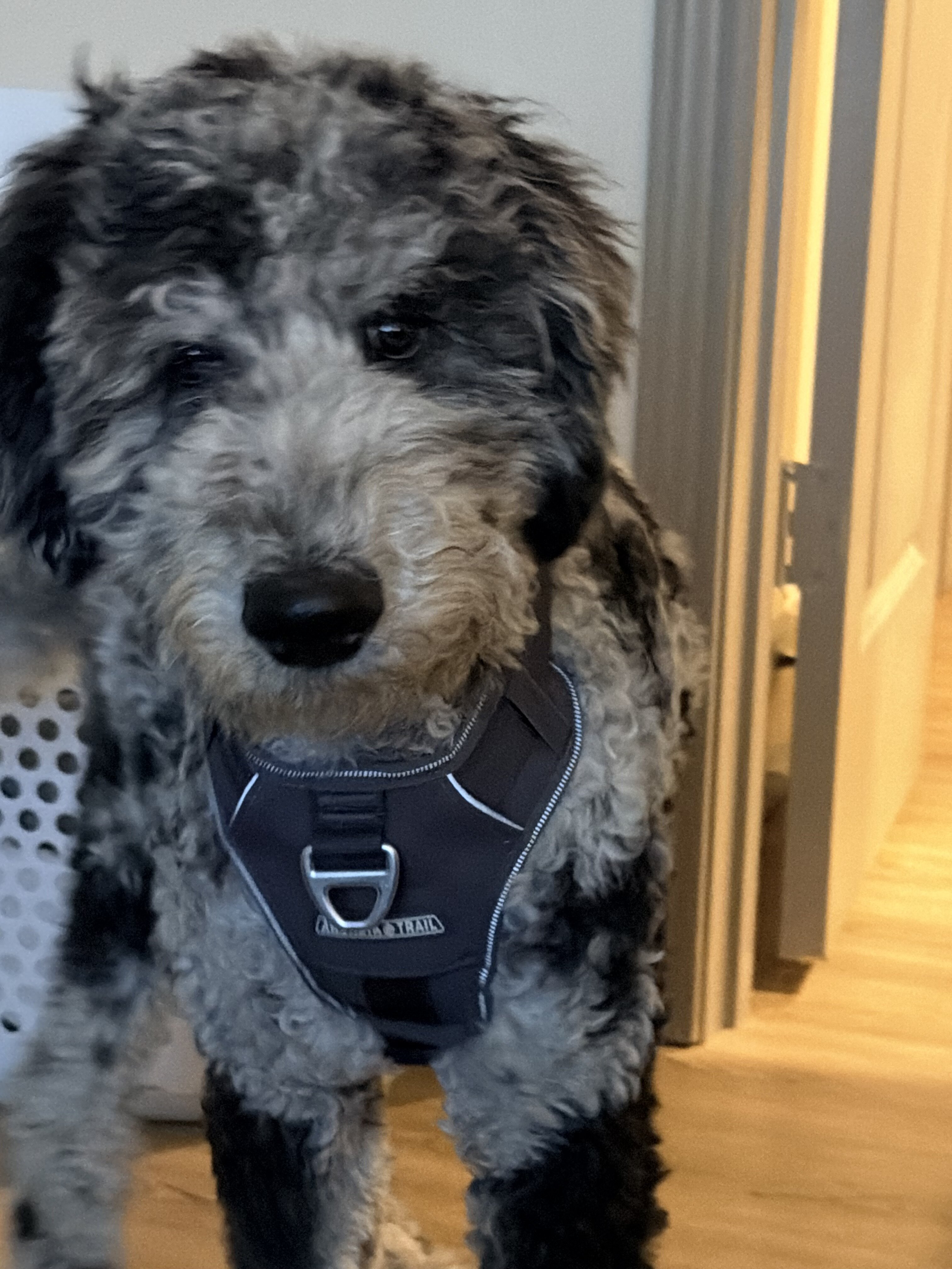 Goldendoodle image 3