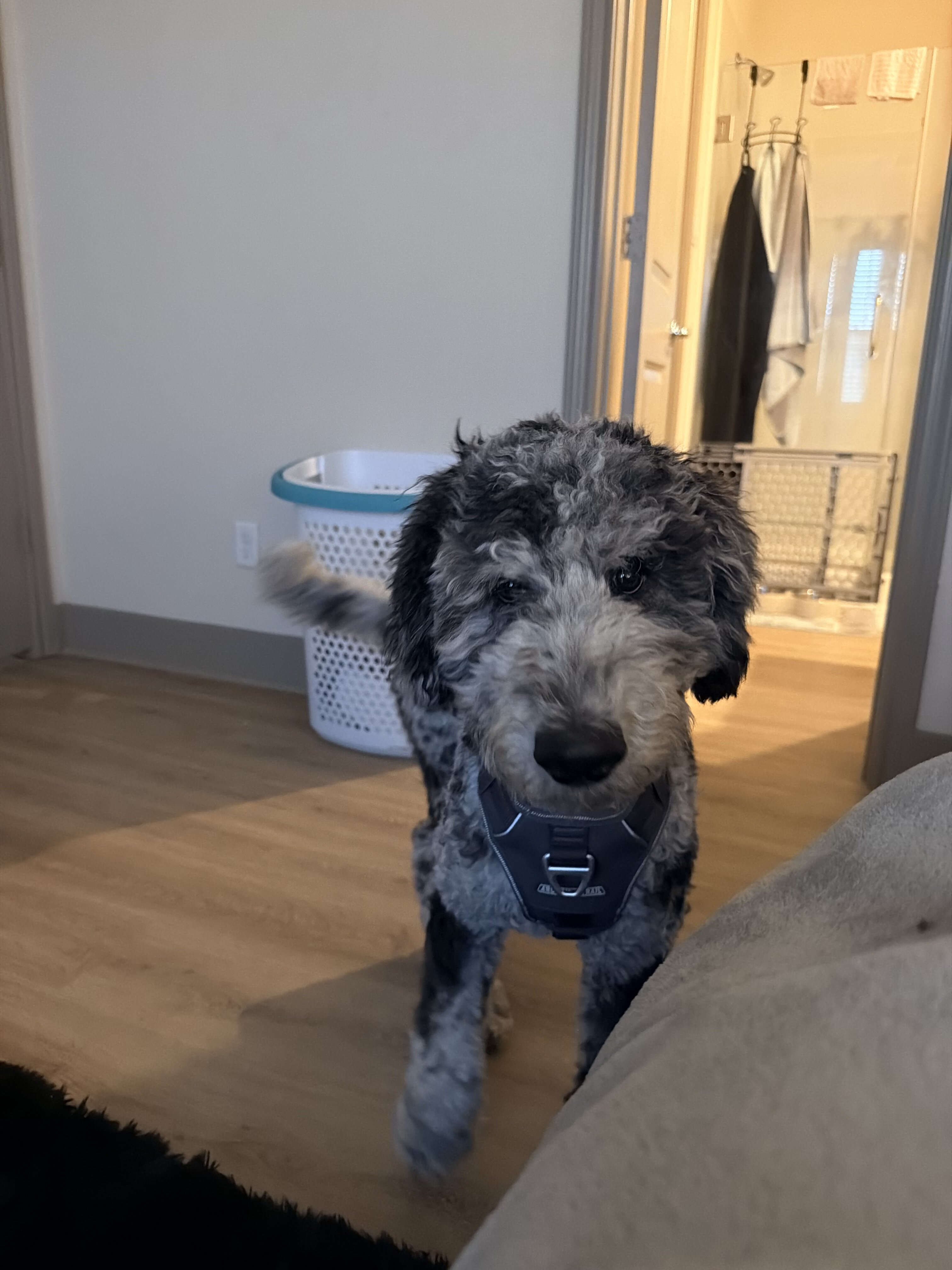 Goldendoodle image 1