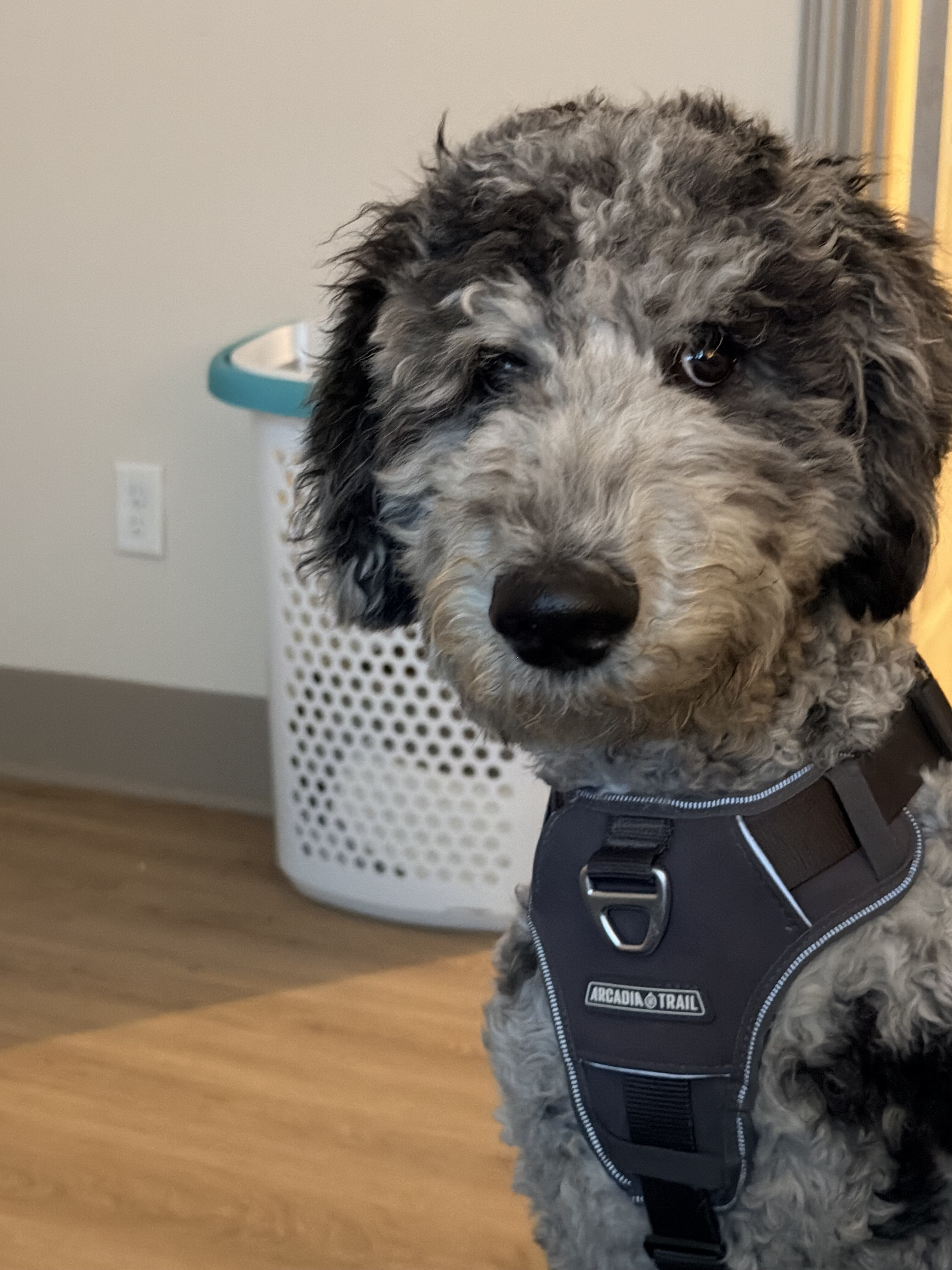 Goldendoodle image 2