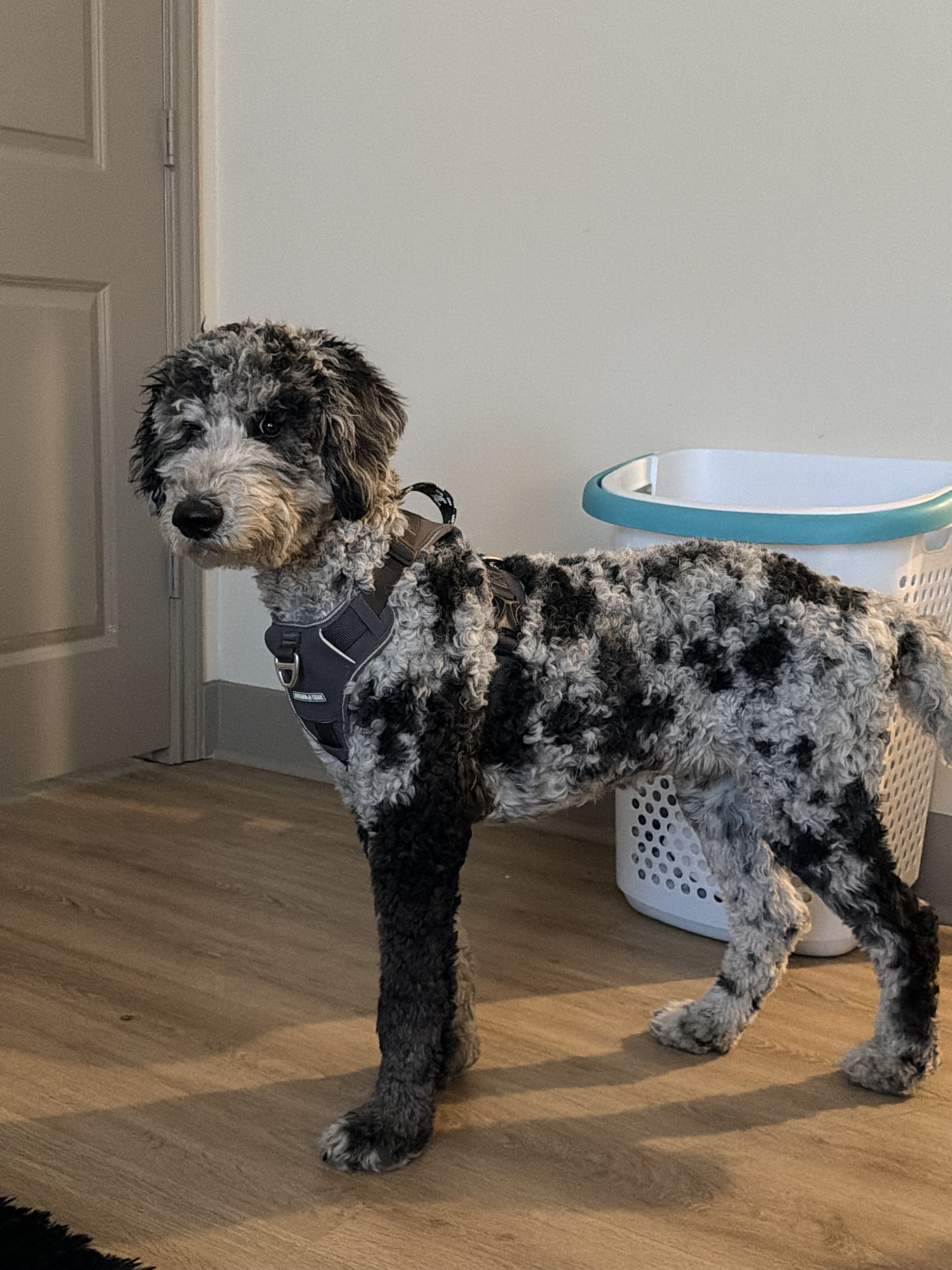 Goldendoodle image 4