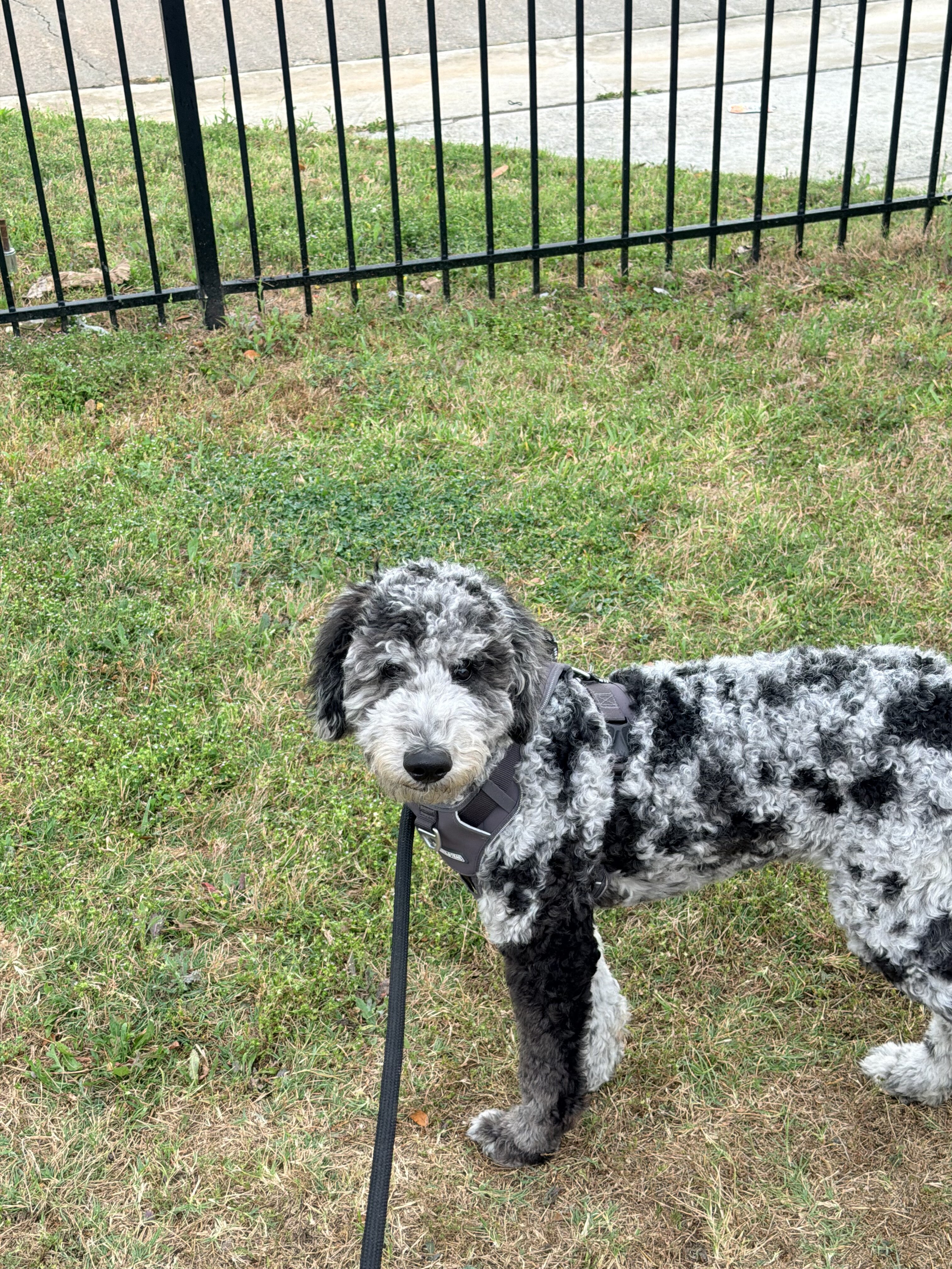 Goldendoodle image 5