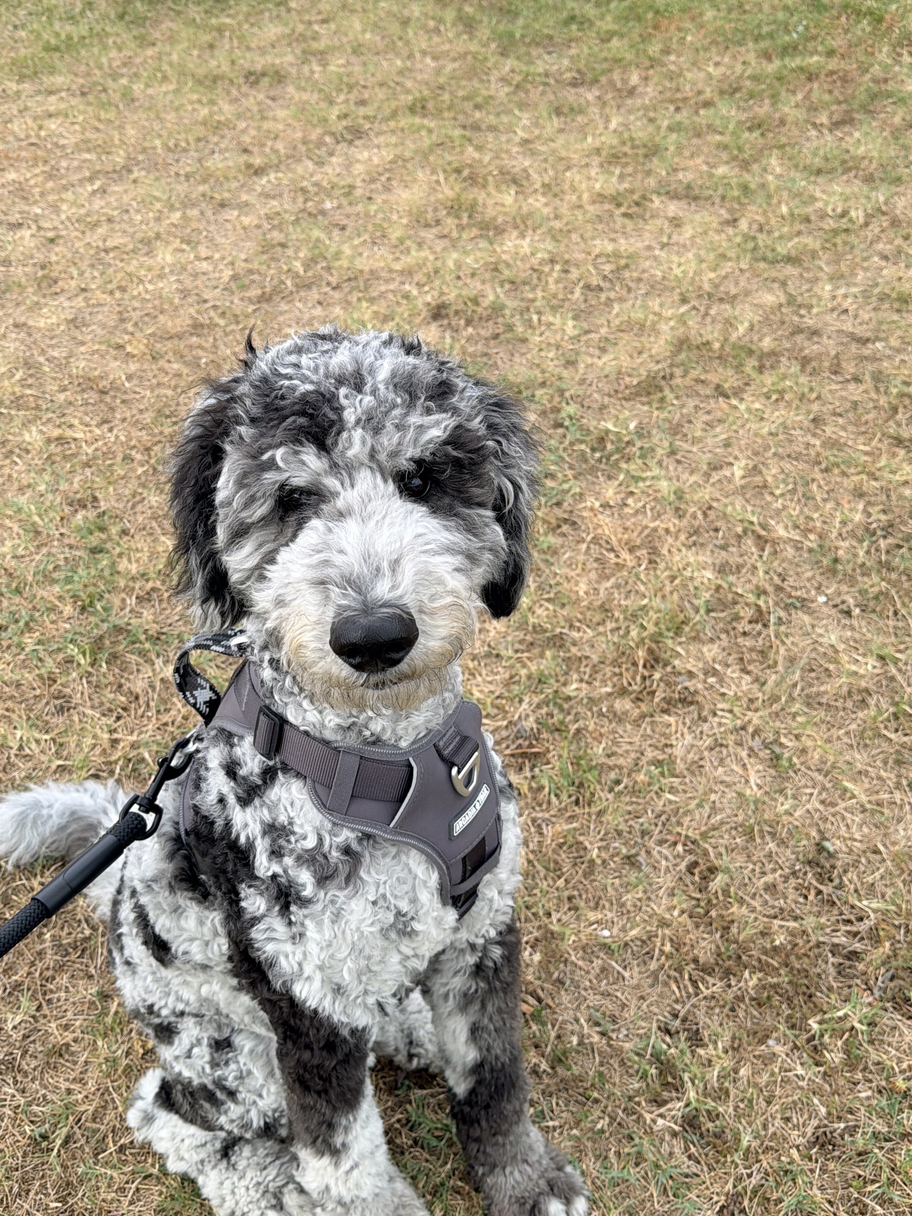 Goldendoodle image 6