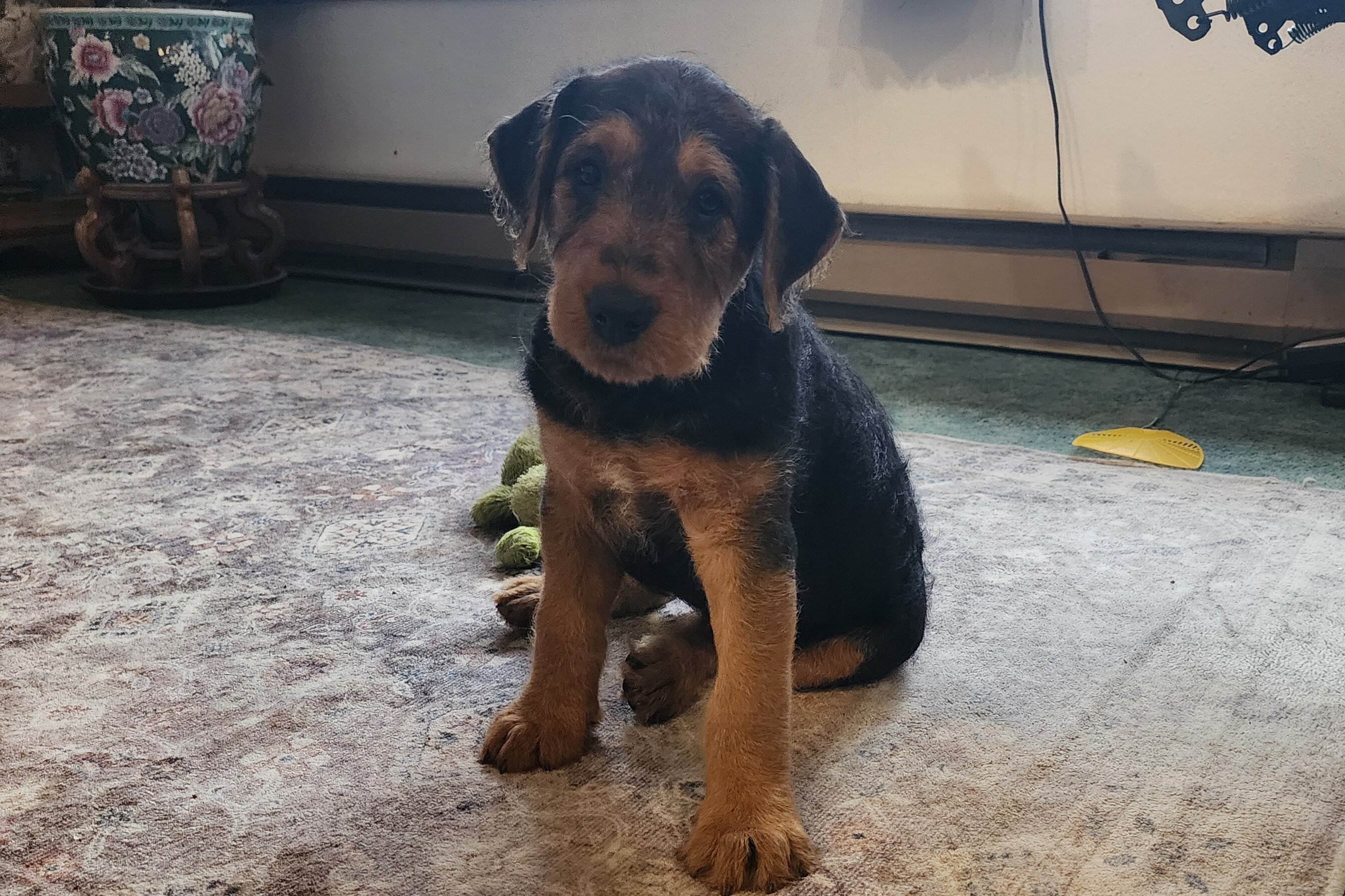 Airedale Terrier AKC REGISTERED 8 week old puppies image 5
