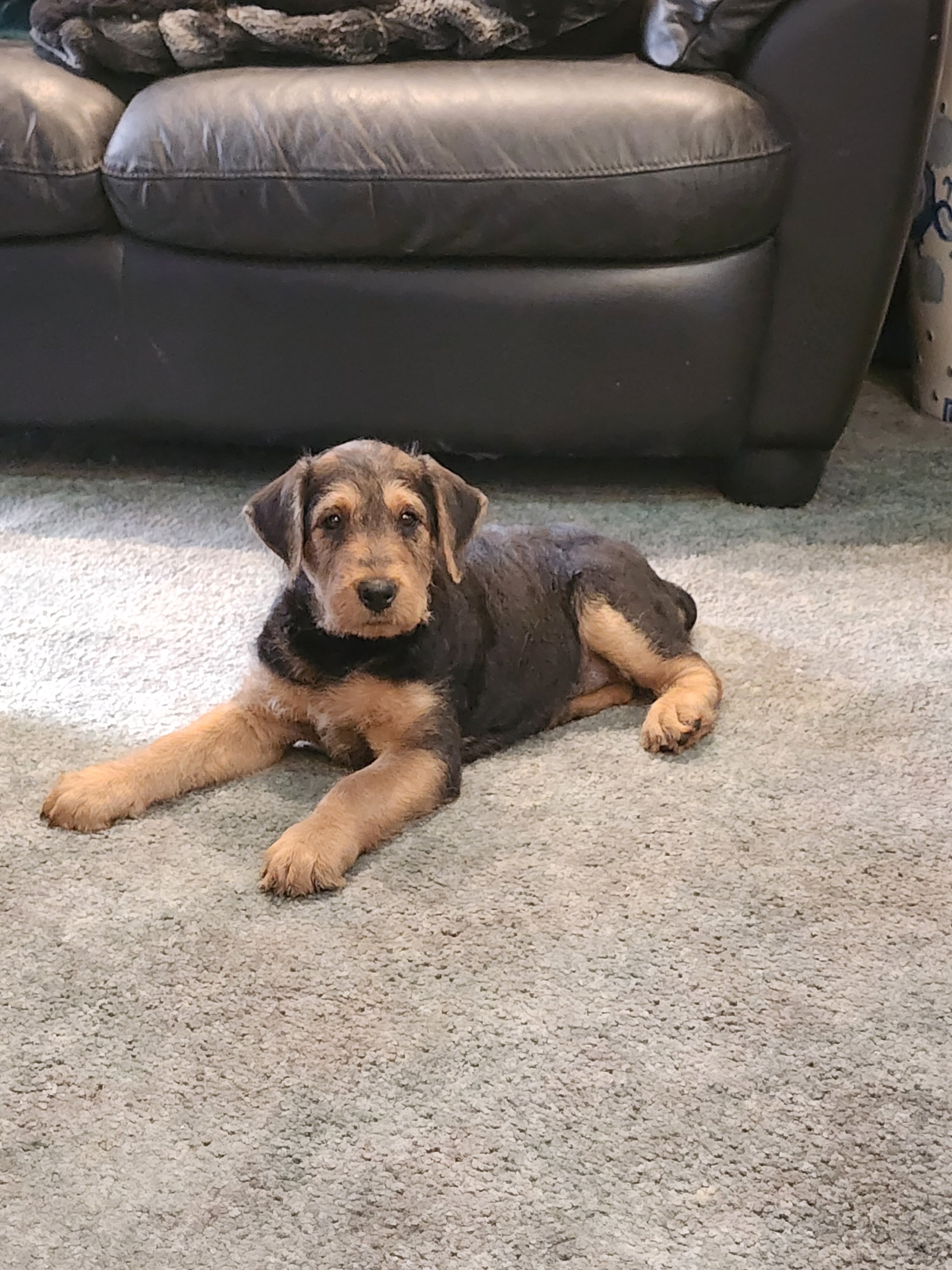 Airedale Terrier AKC REGISTERED 8 week old puppies image 4