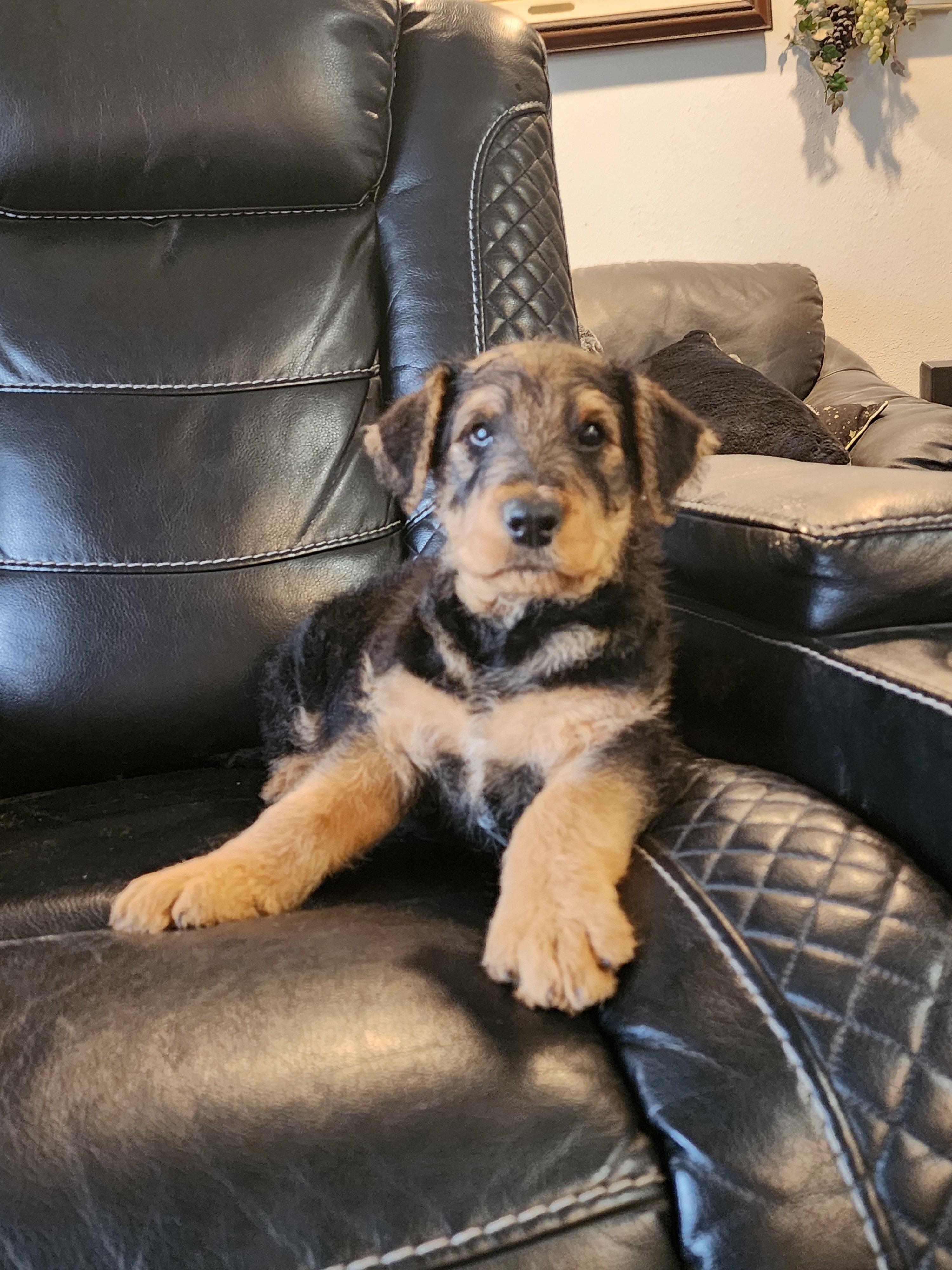Airedale Terrier AKC REGISTERED 8 week old puppies image 2