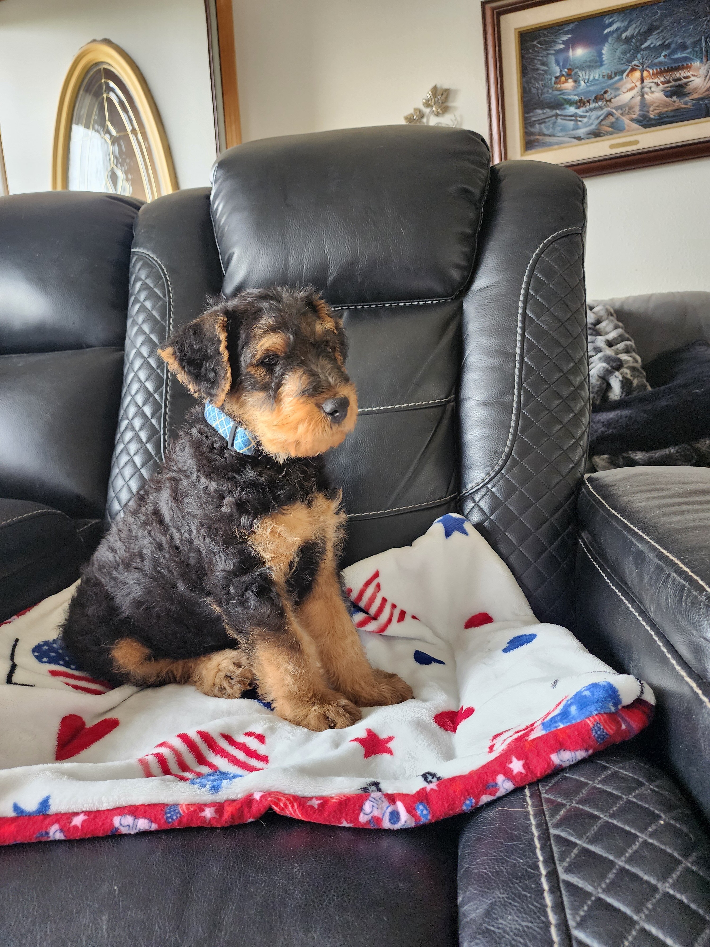 Airedale Terrier AKC REGISTERED 8 week old puppies image 3