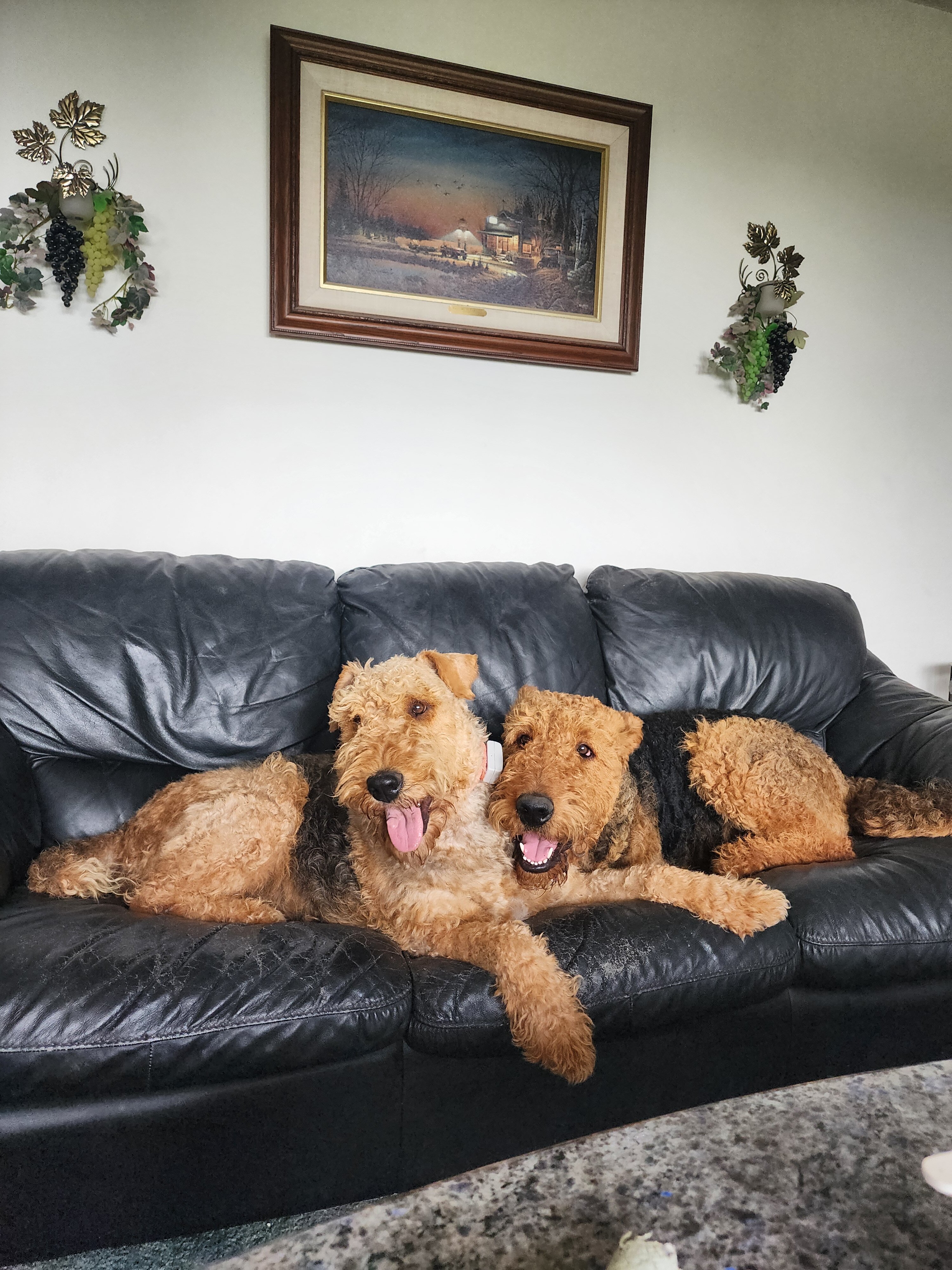 Airedale Terrier AKC REGISTERED 8 week old puppies image 1