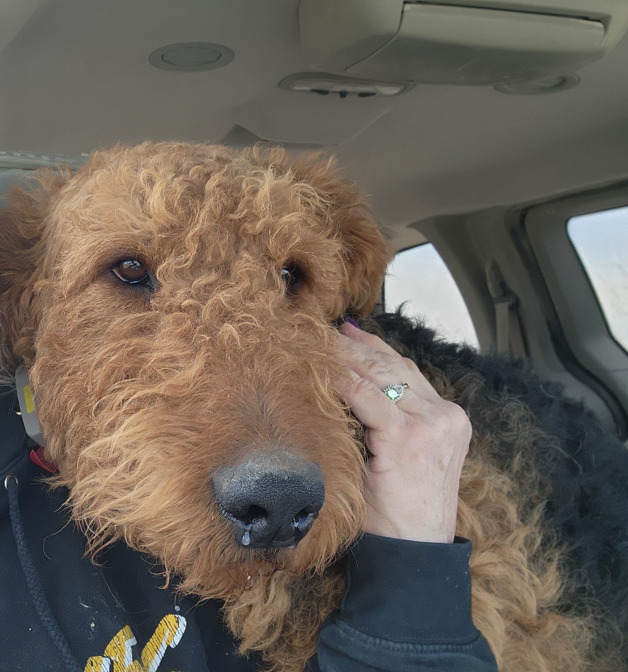 Male Airedale terrier stud image 2