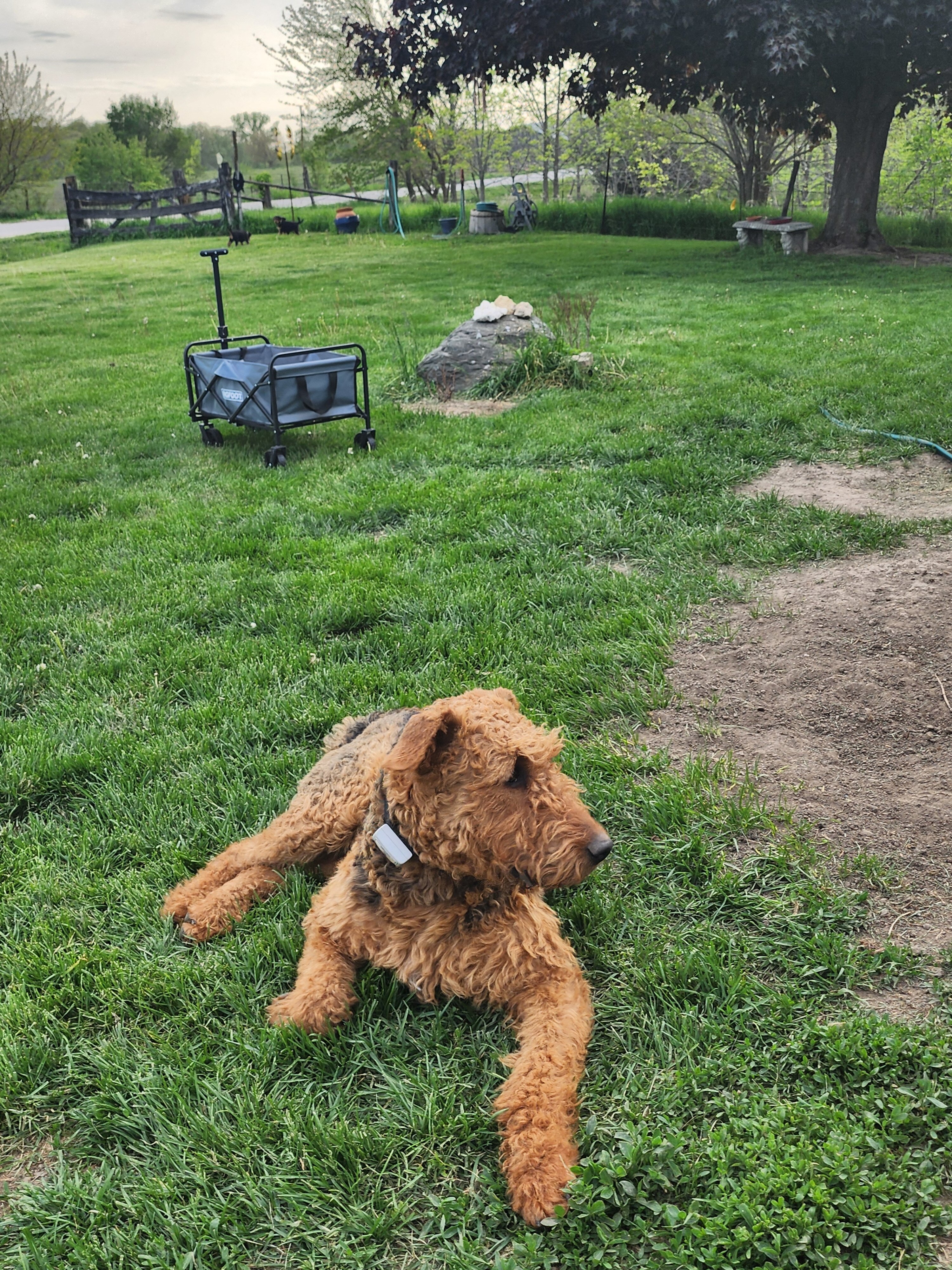 Male Airedale terrier stud image 1