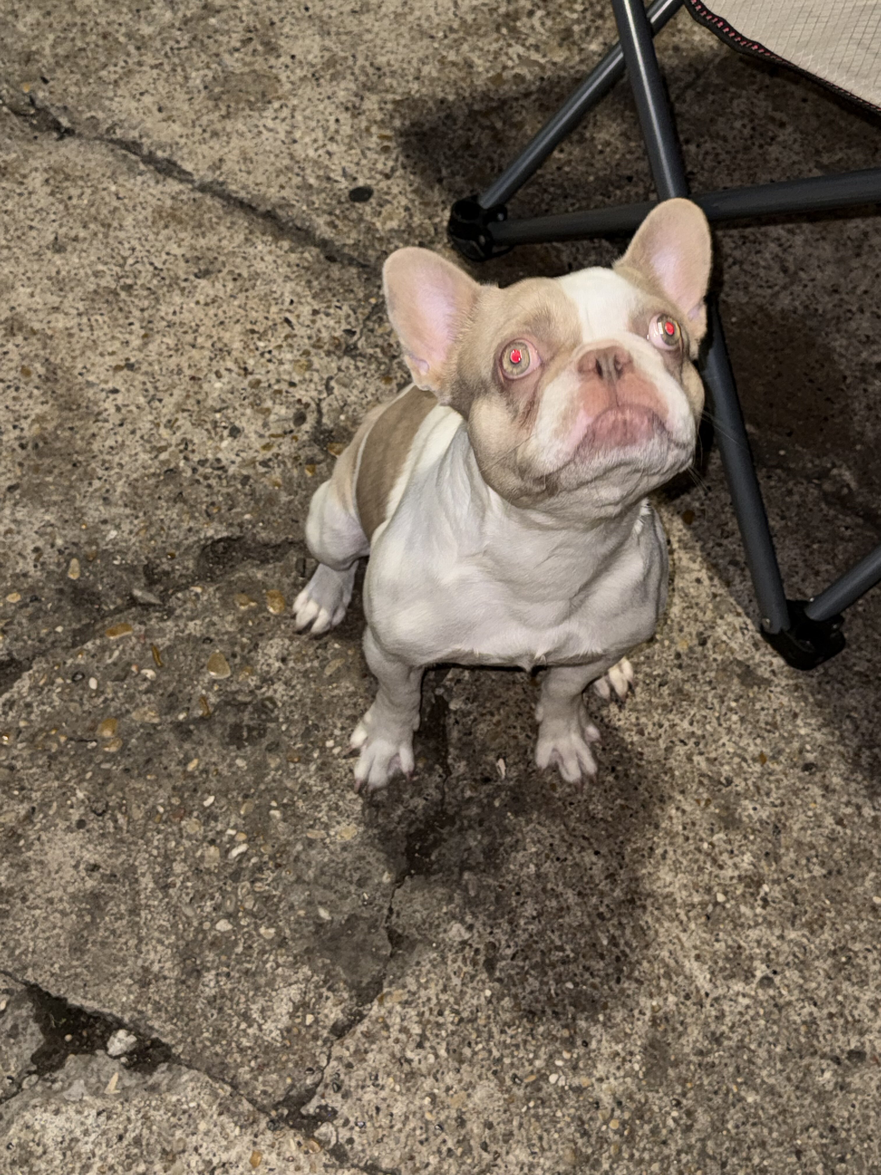 Frenchie image 1