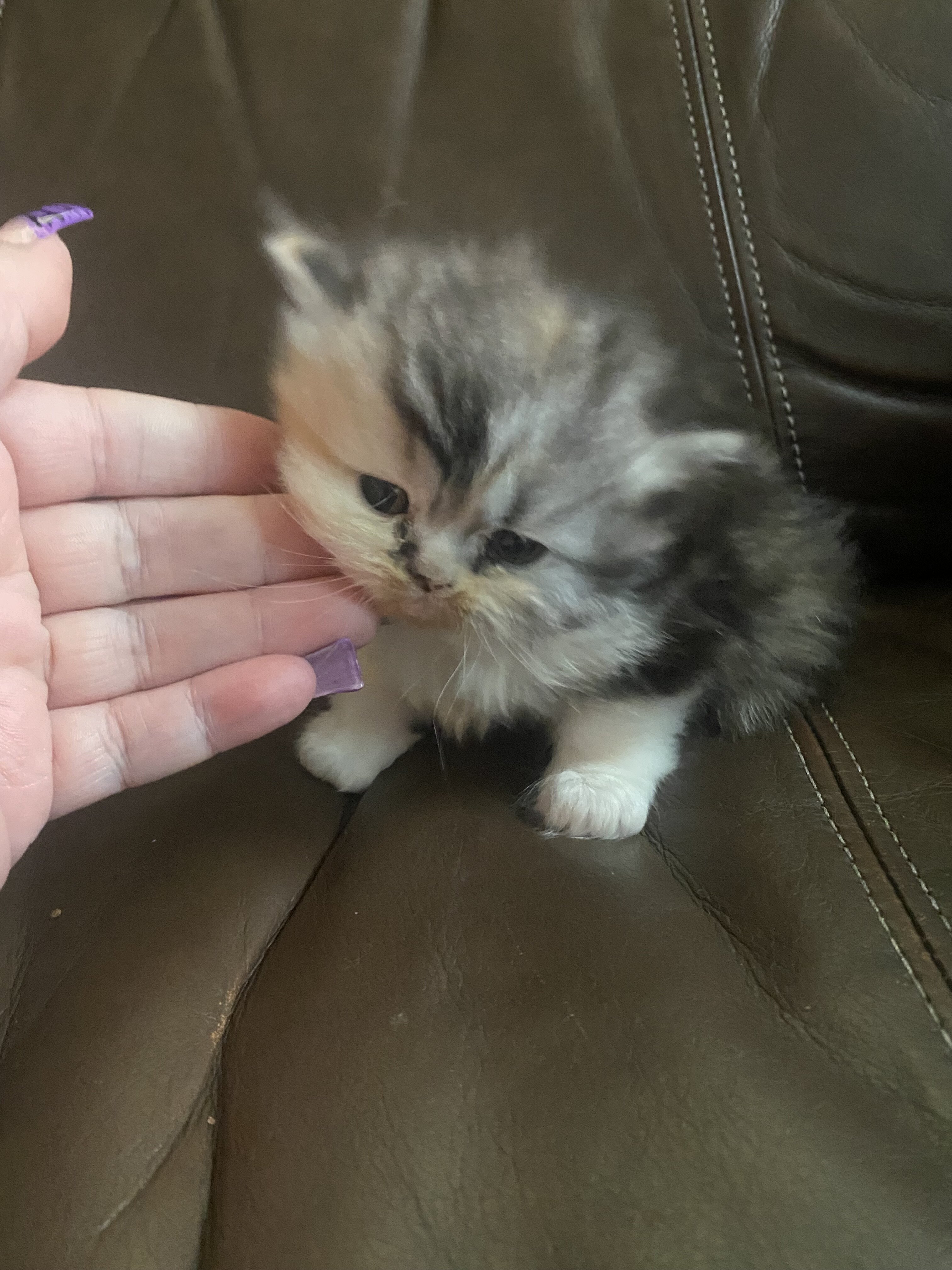 Persian kittens image 8