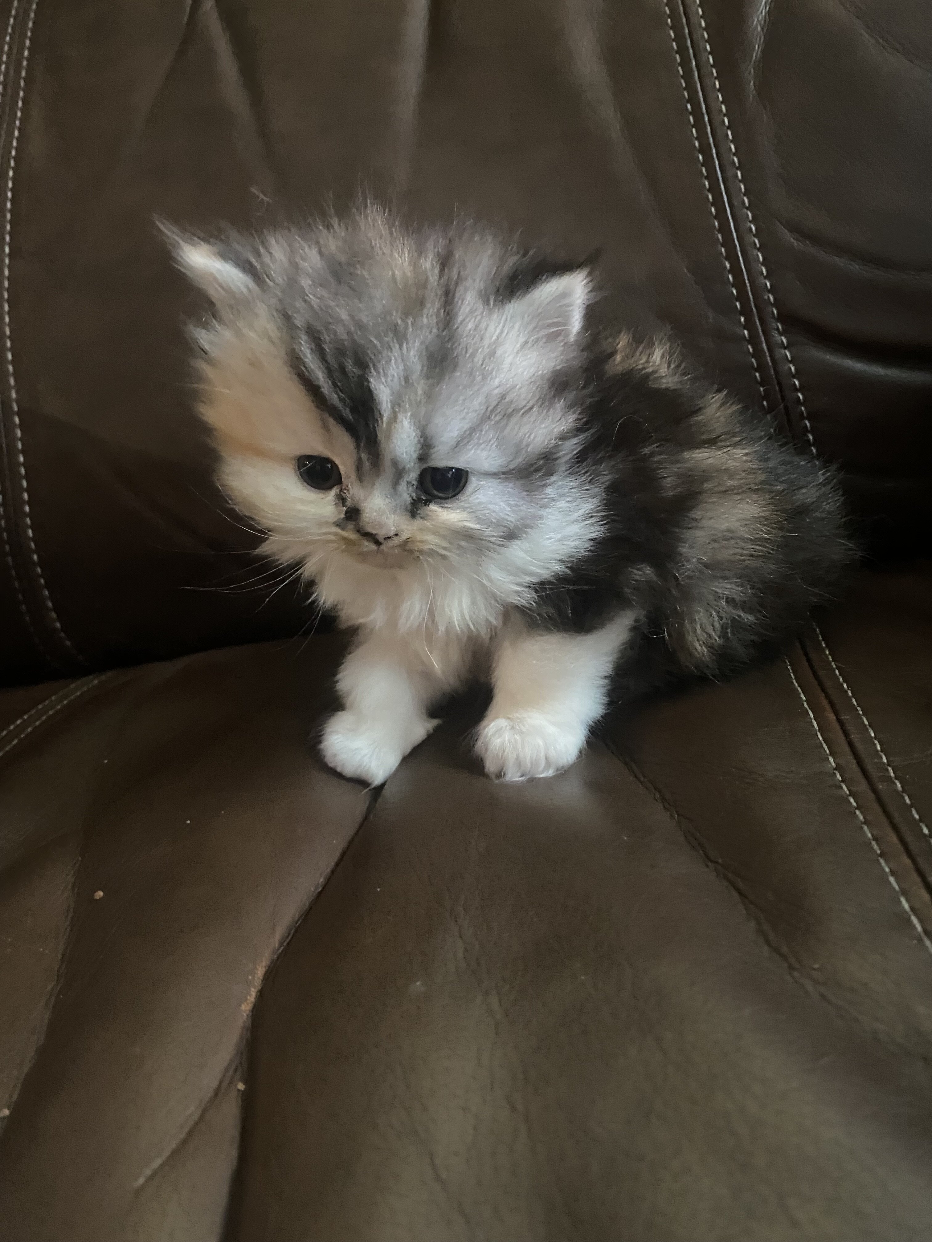 Persian kittens image 7