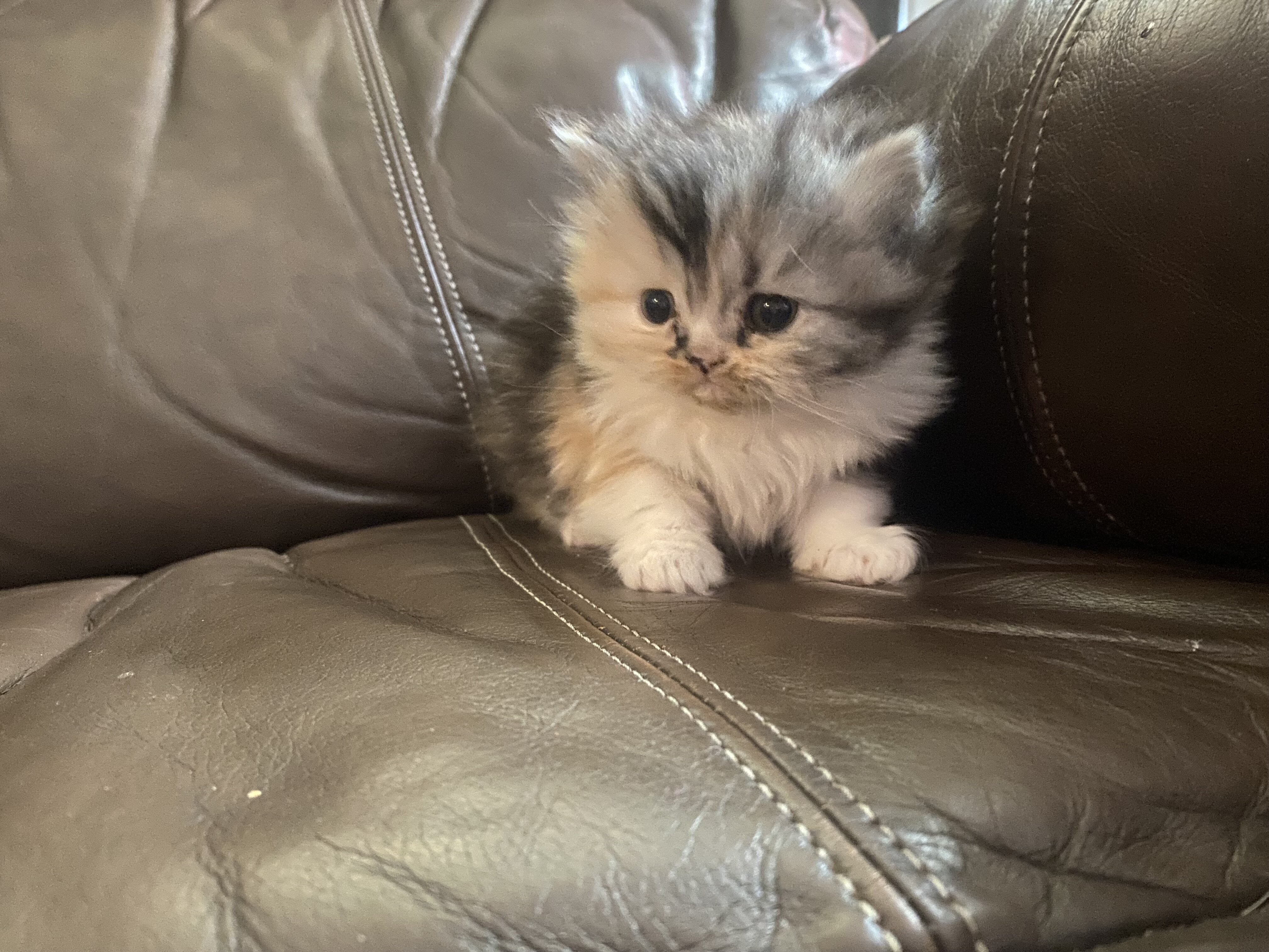 Persian kittens image 6