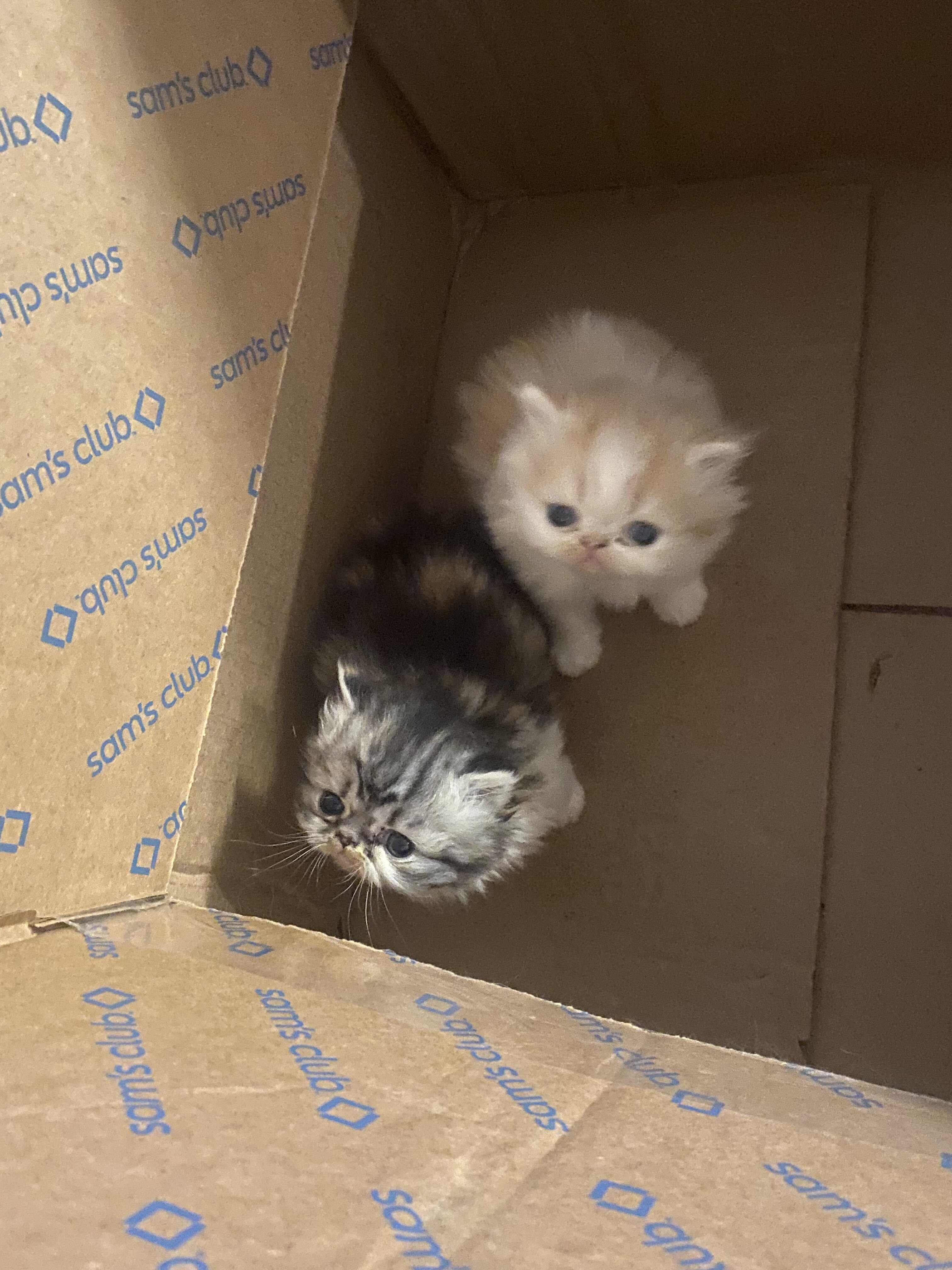Persian kittens image 5