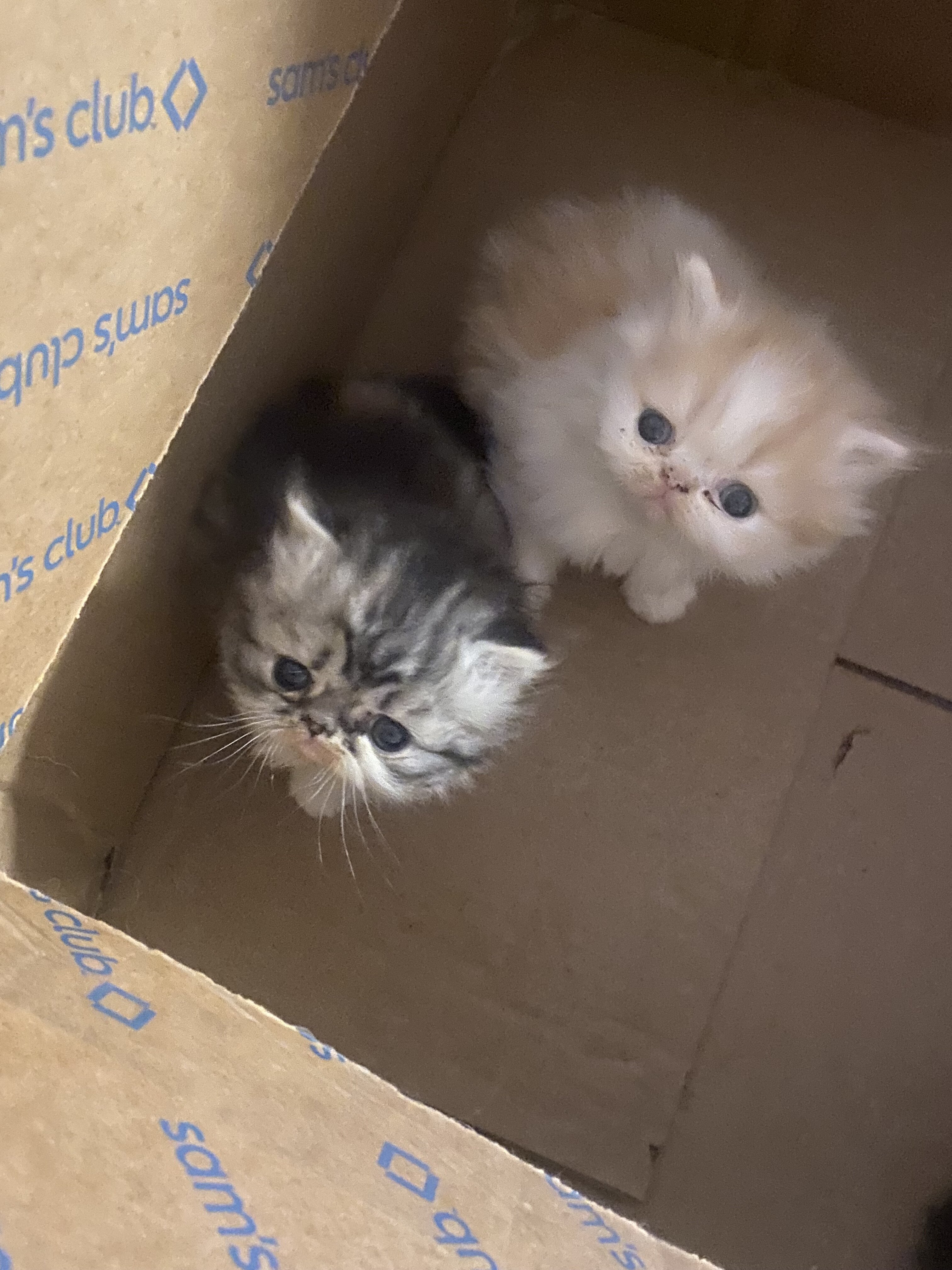 Persian kittens image 4