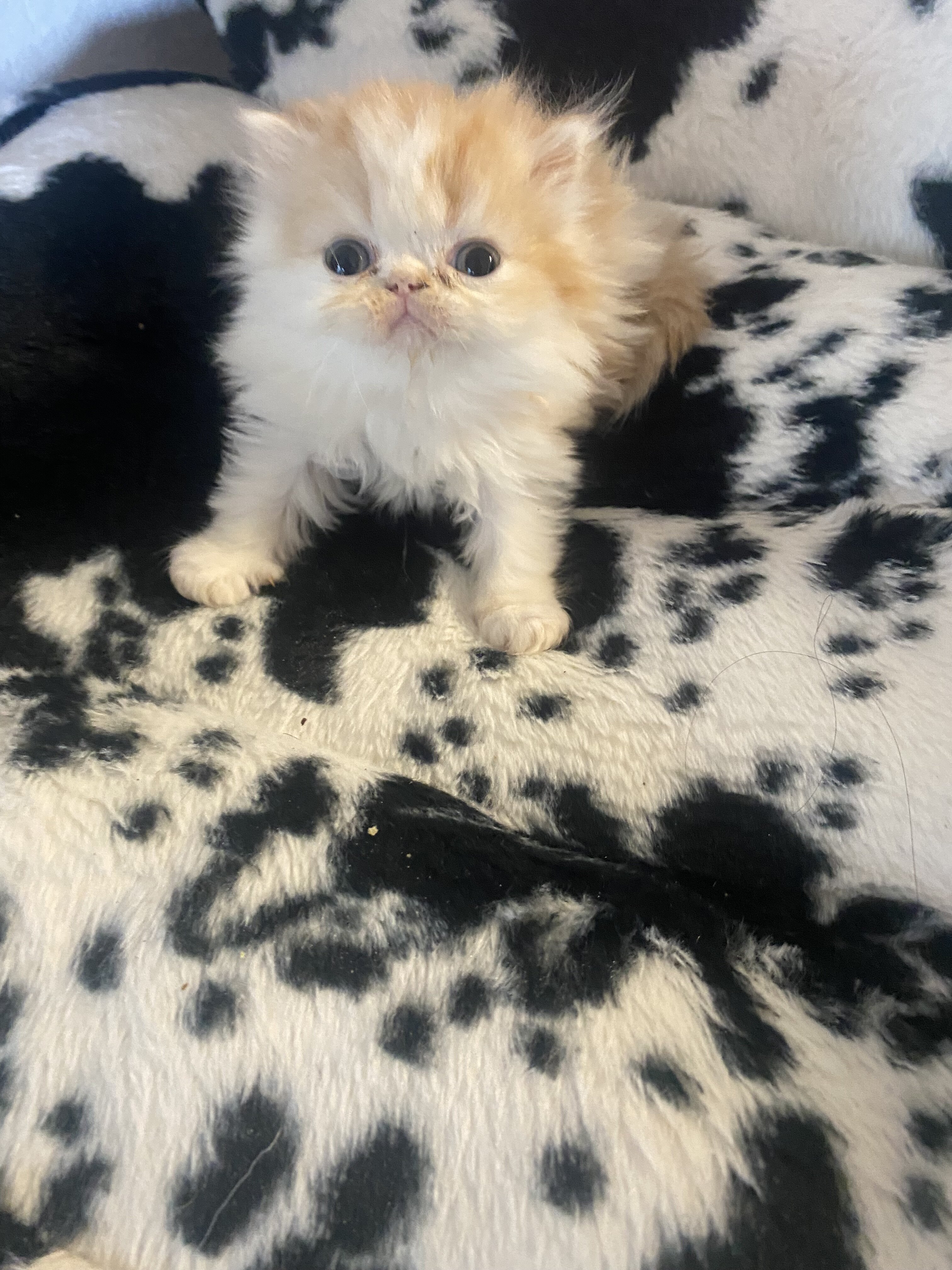 Persian kittens image 1