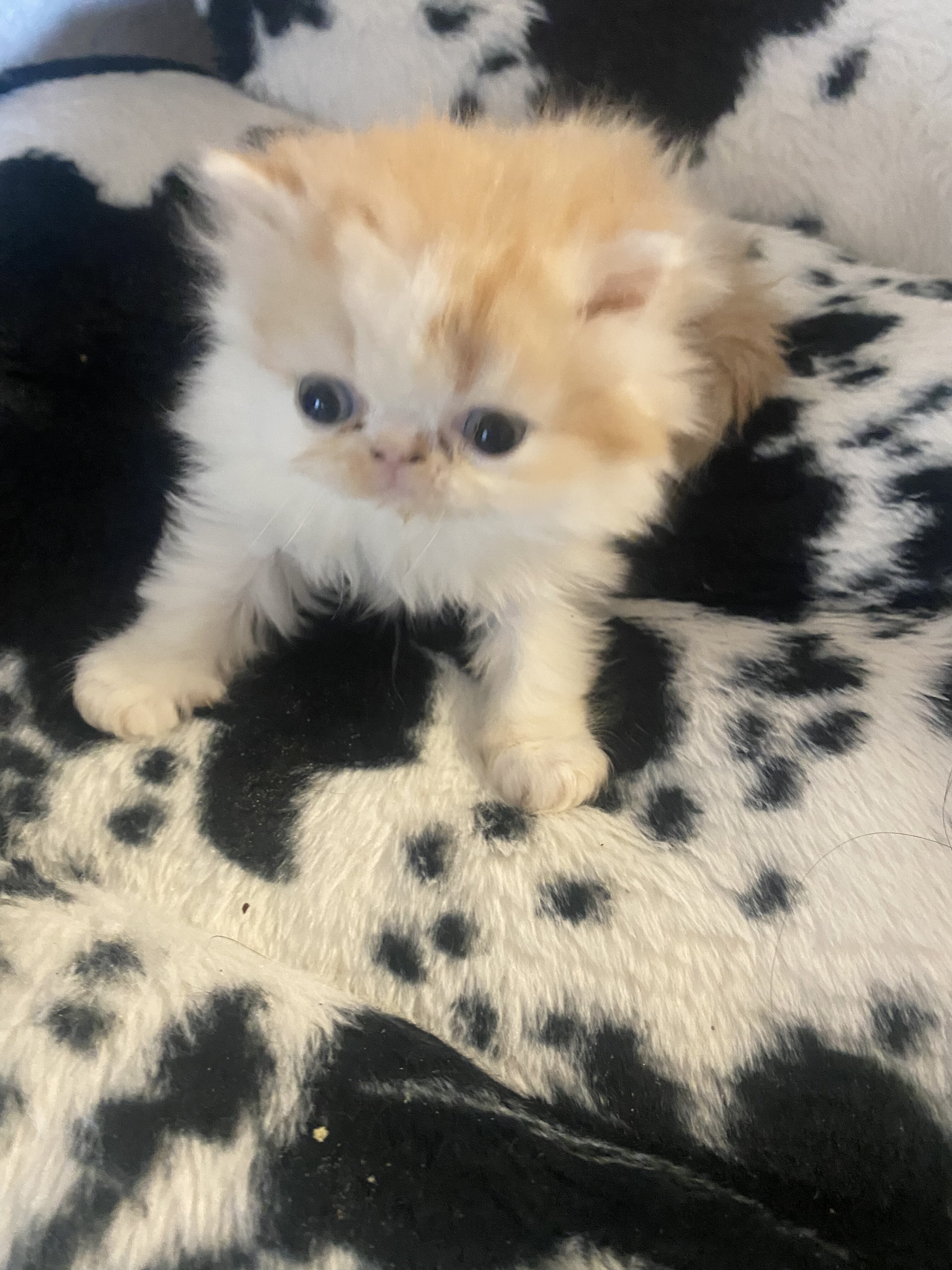 Persian kittens image 2