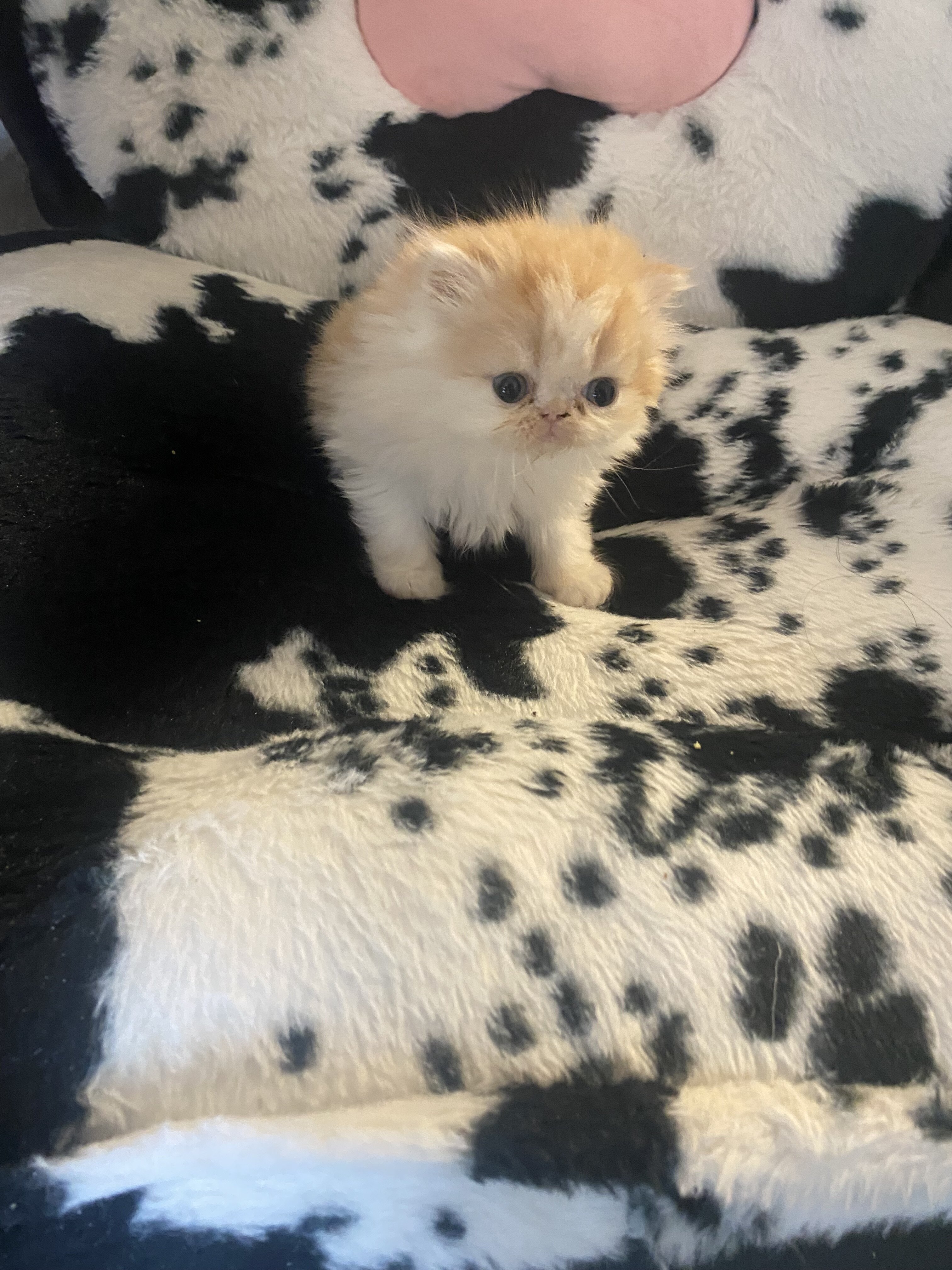 Persian kittens image 3