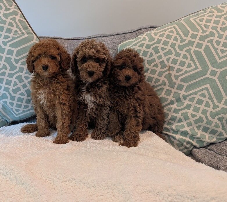 Miniature Poodle Dog image 4